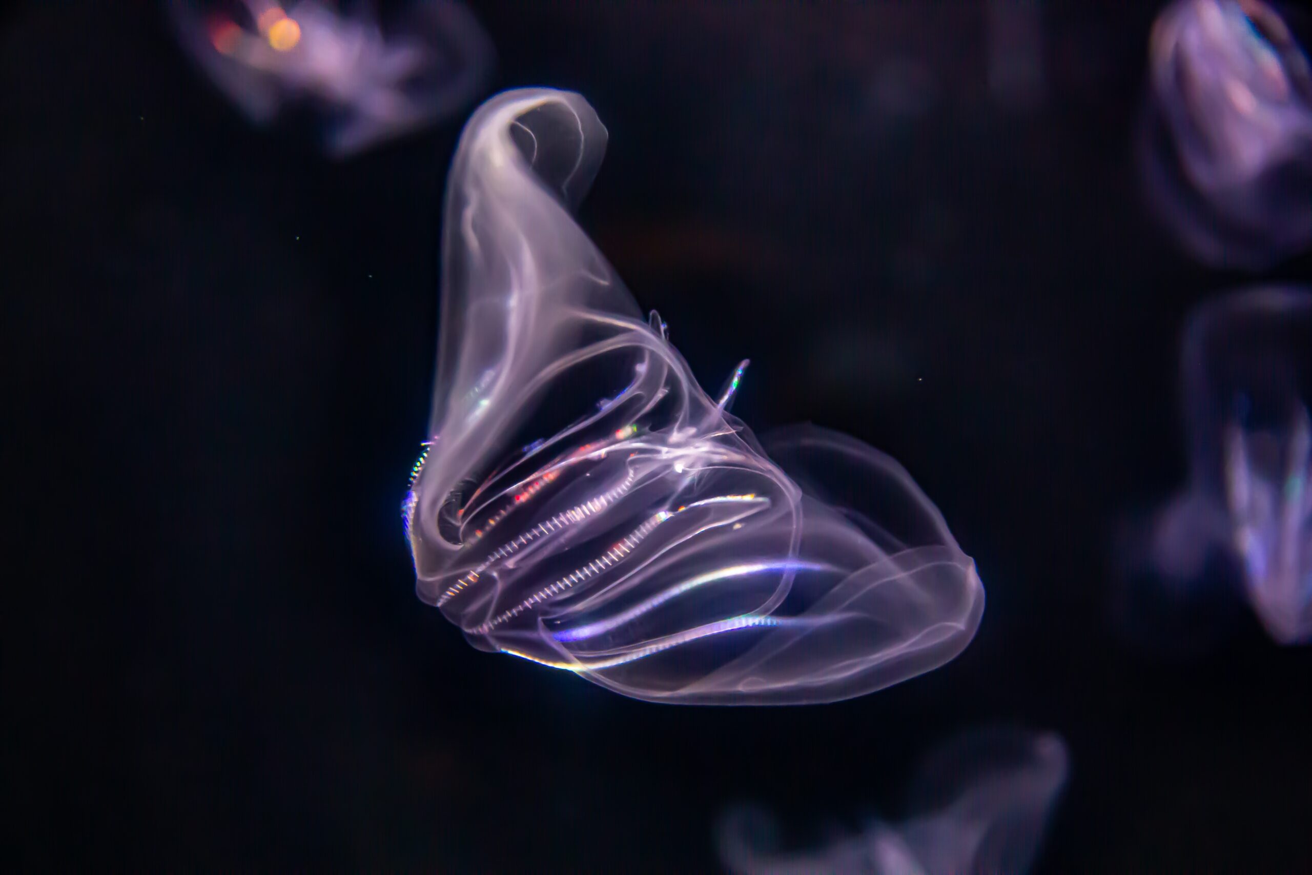 Comb Jelly