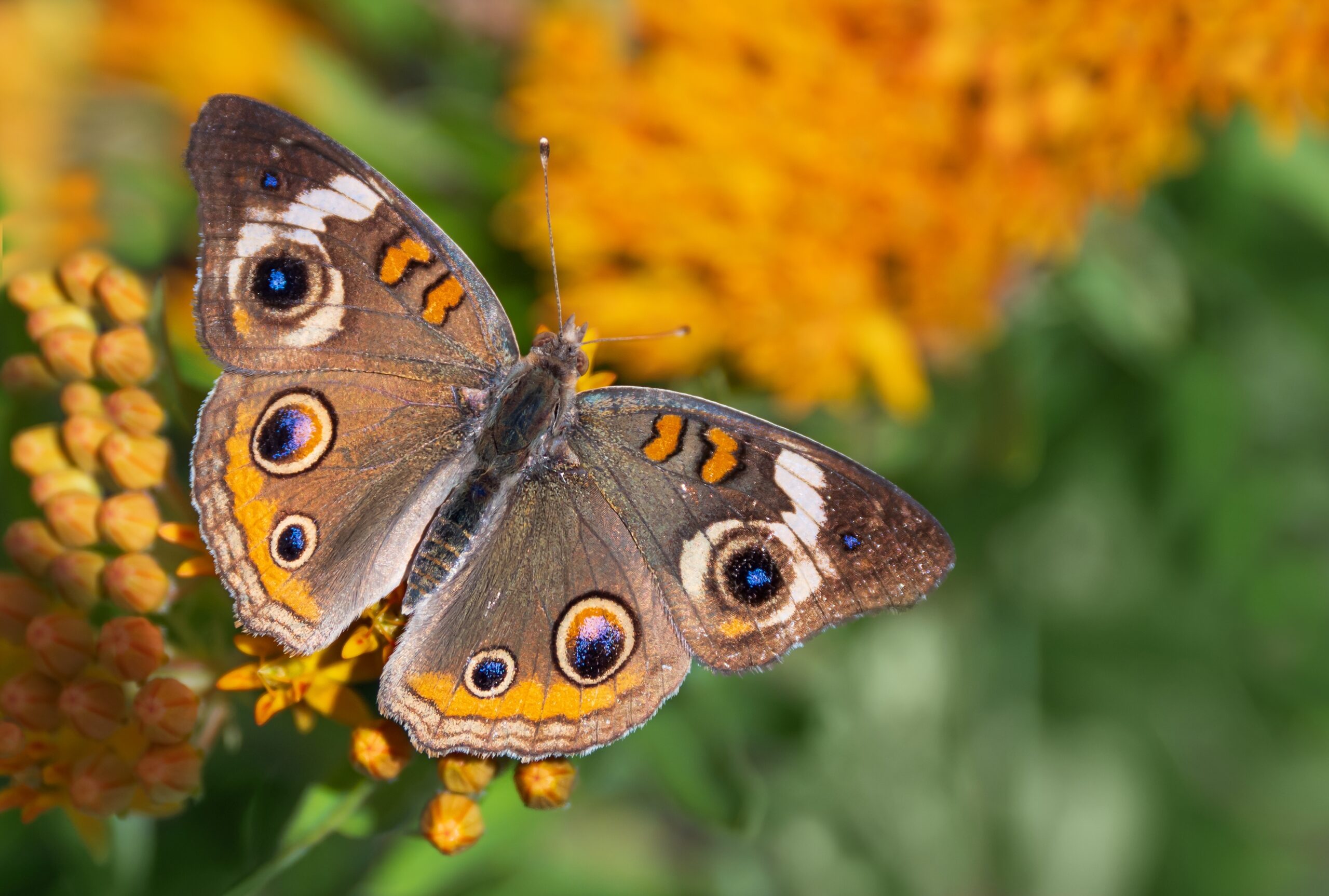 Common Buckeye Butterfly (Junonia coenia)