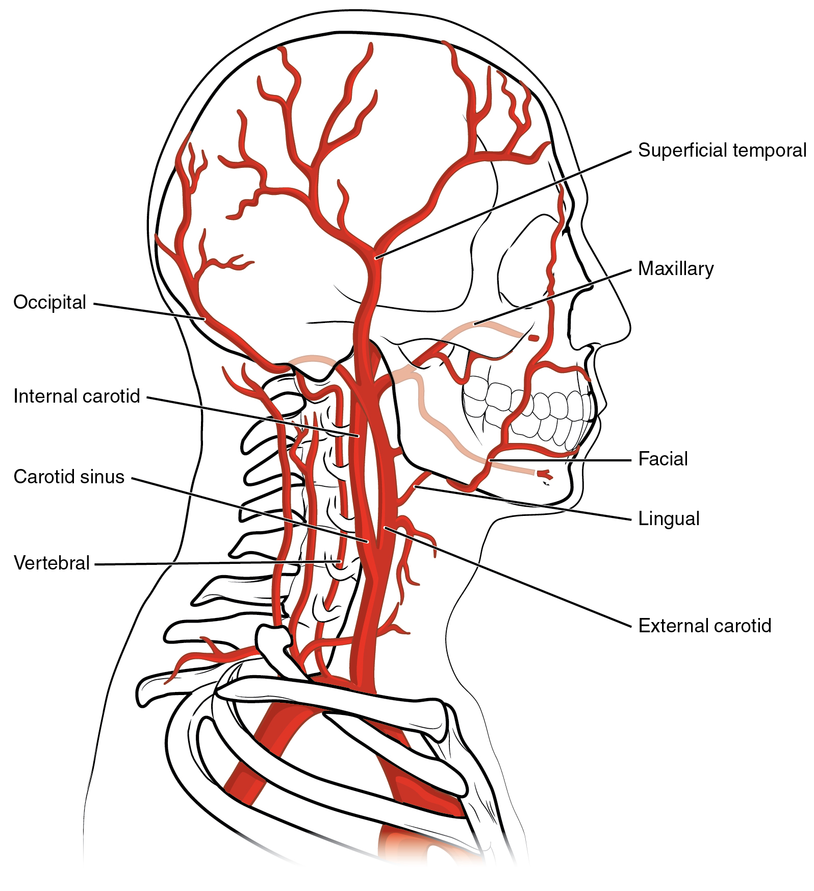 Common Carotid Artery