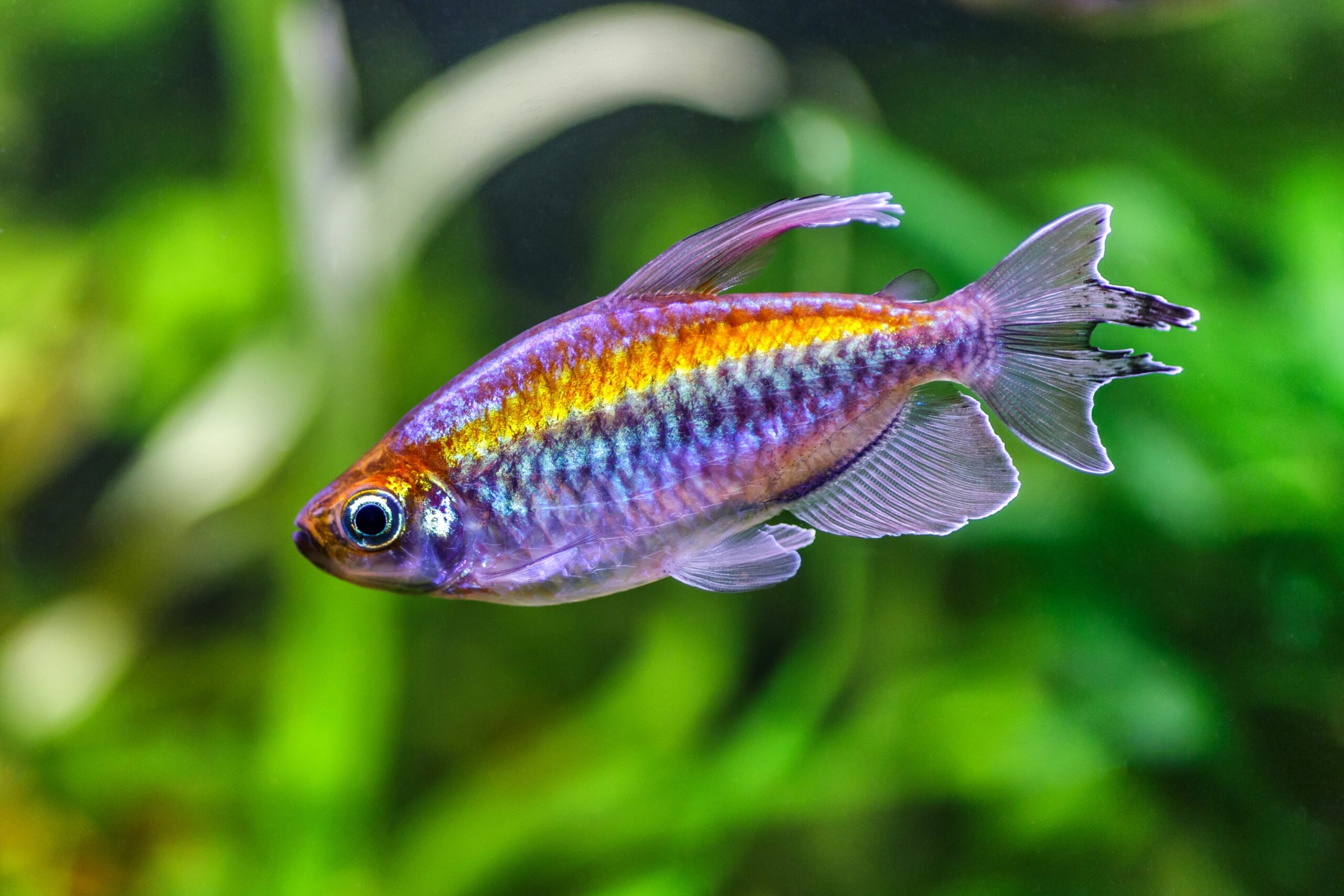 Congo Tetra (Phenacogrammus interruptus)