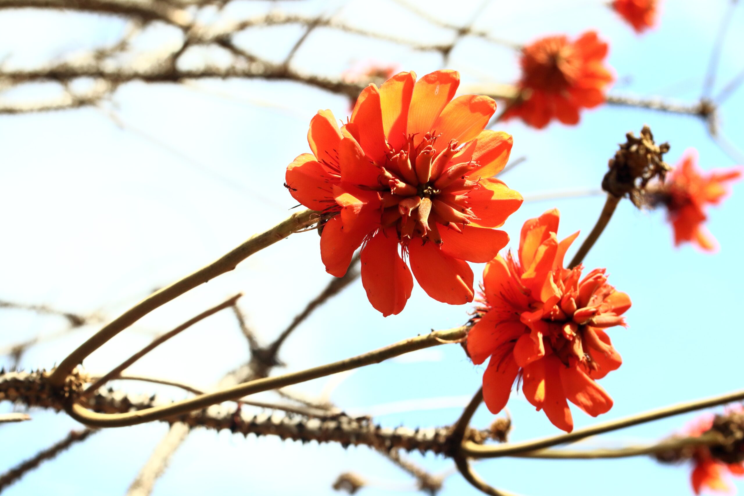 Coral Tree (Erythrina schliebenii)