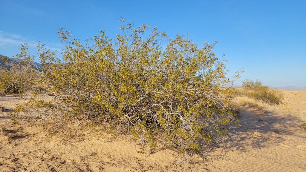 Creosote Bush