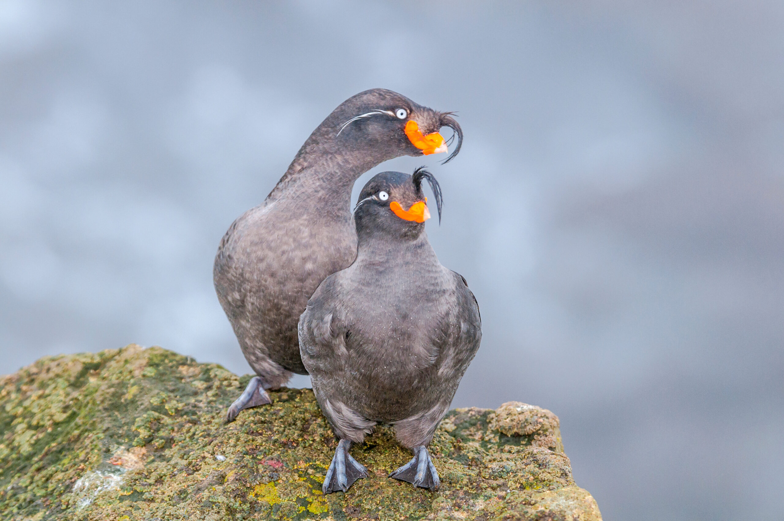 Crested Auklet