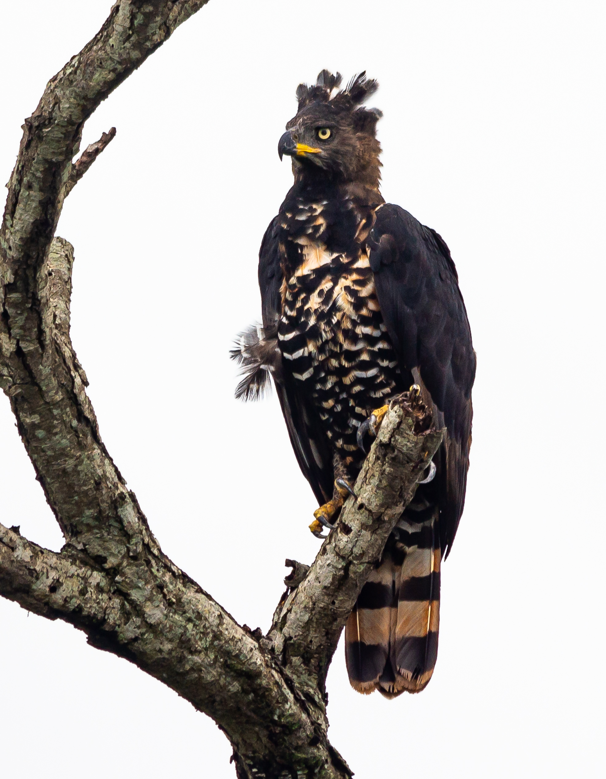 Crowned Eagle