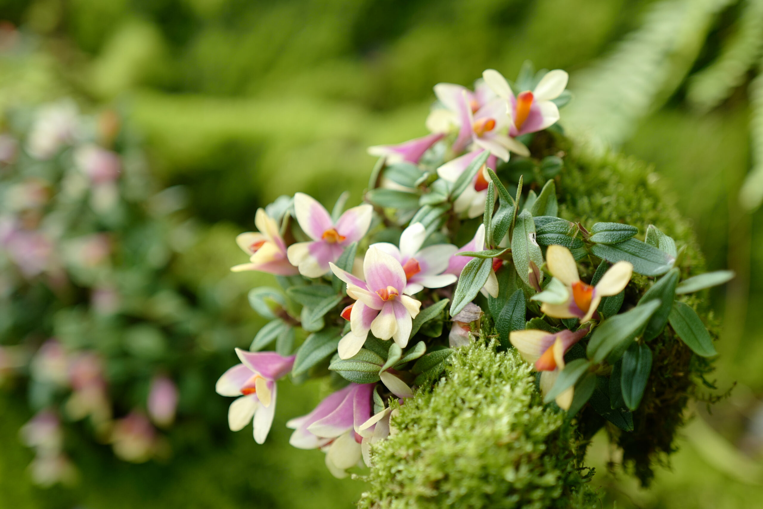 Cuthbertsons-Dendrobium-Dendrobium-cuthbertsonii