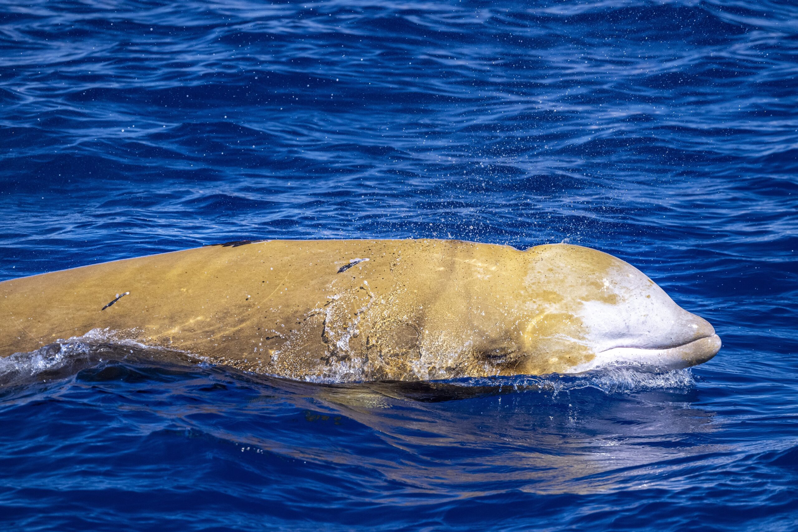 Cuvier’s Beaked Whale