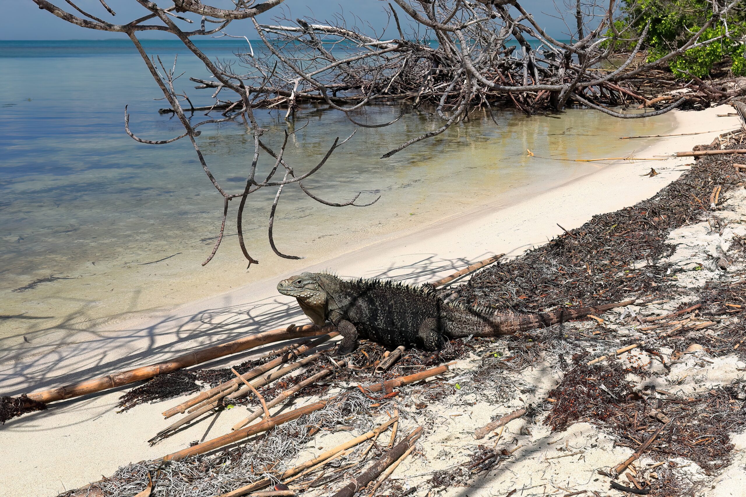 Cyclura nubila