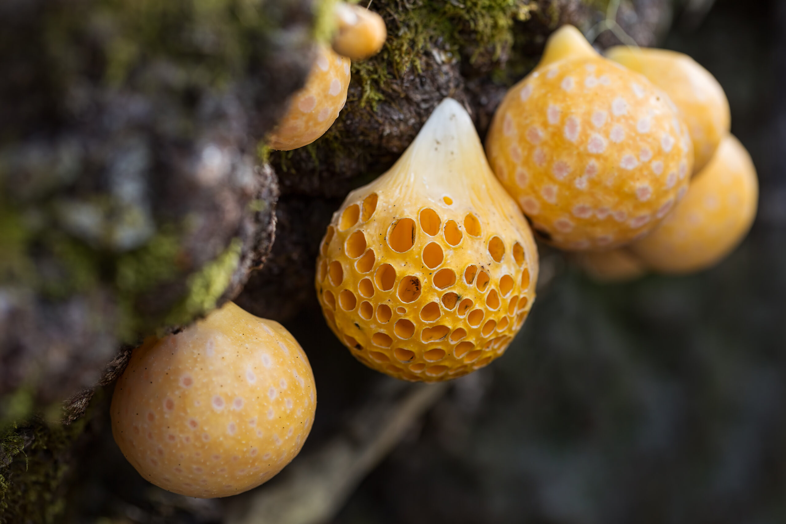 Darwin’s Fungus (Cyttaria darwinii)