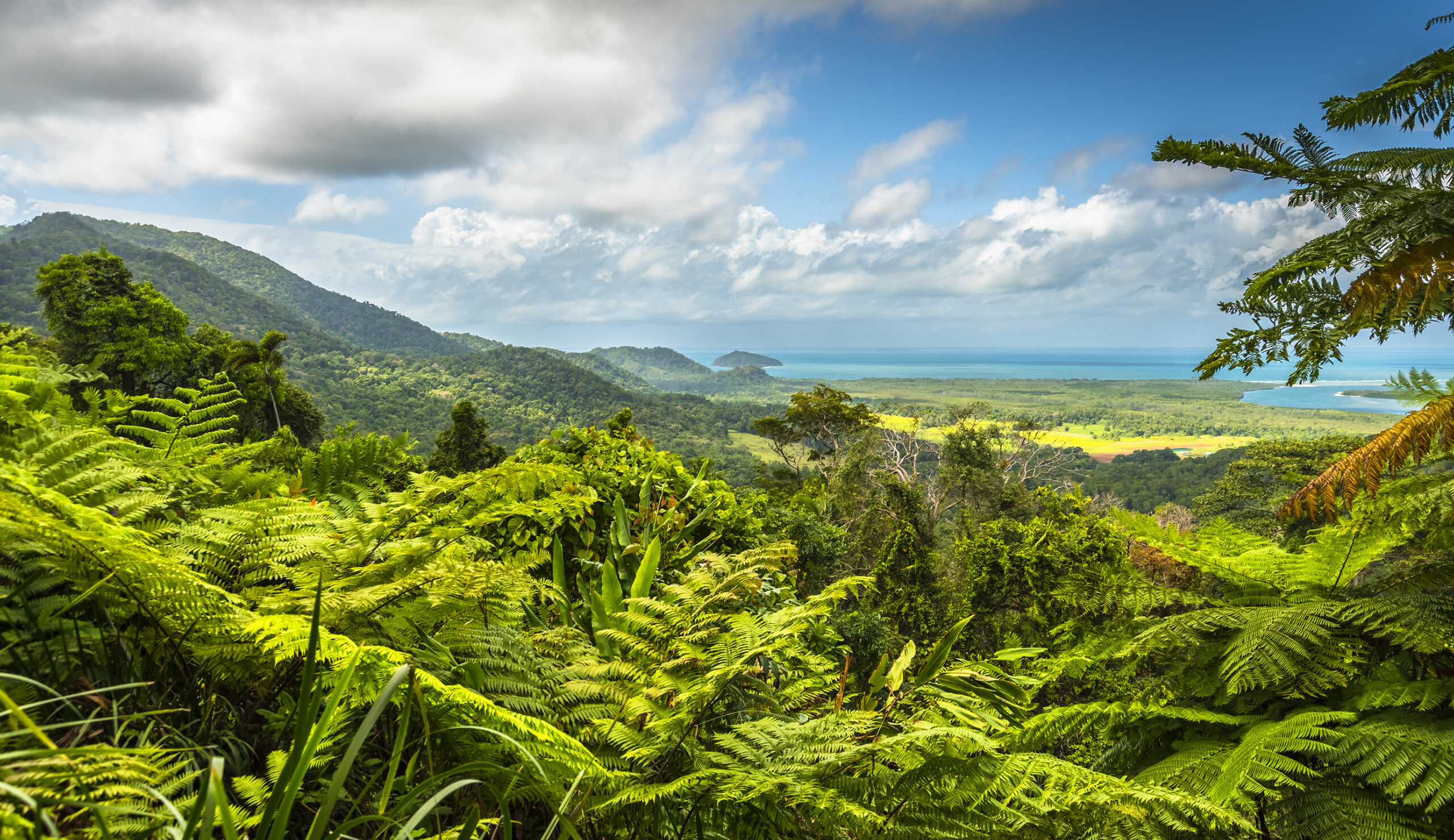 Daintree Rainforest, Australia