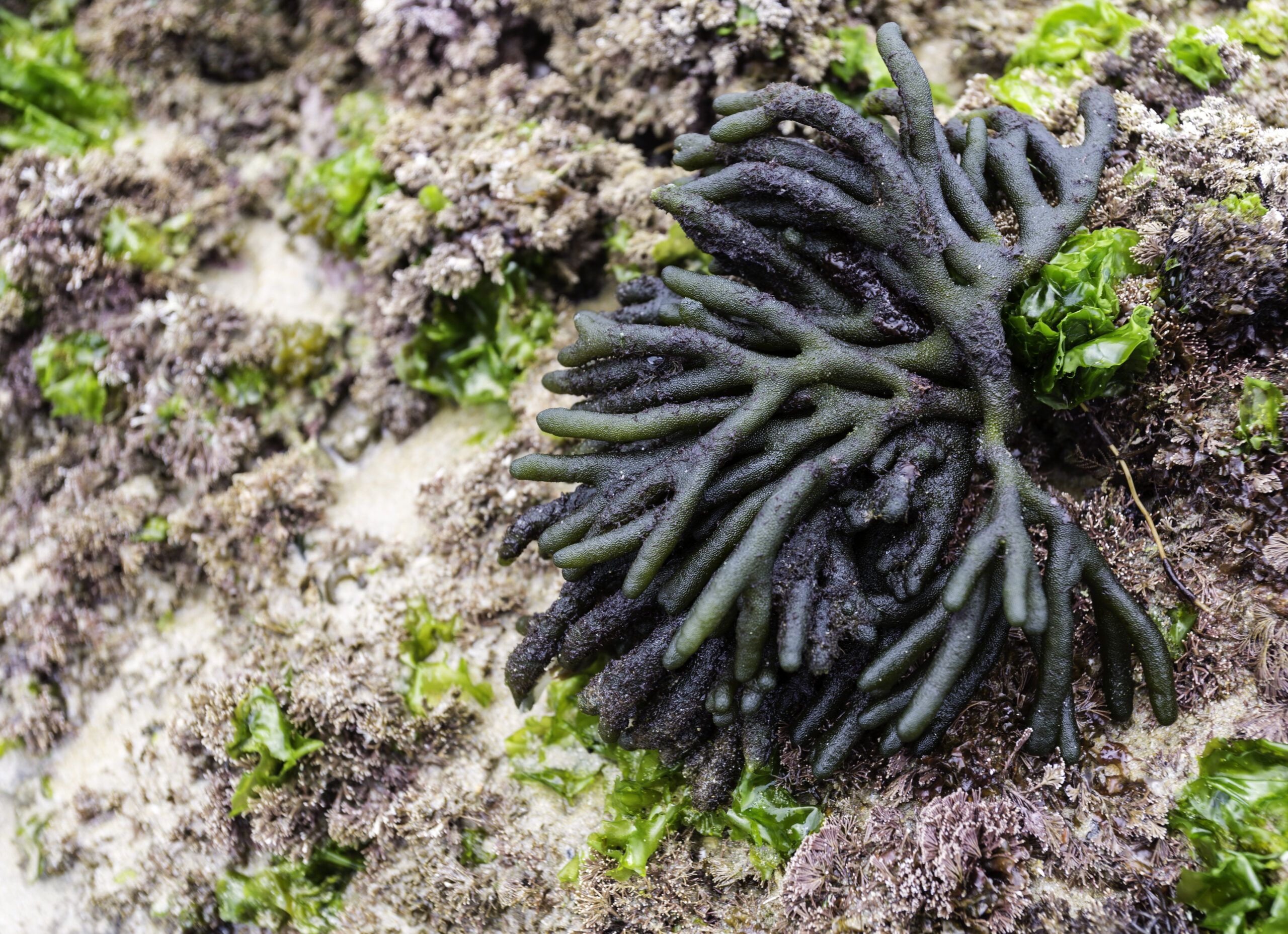 Dead Man’s Fingers (Codium fragile)