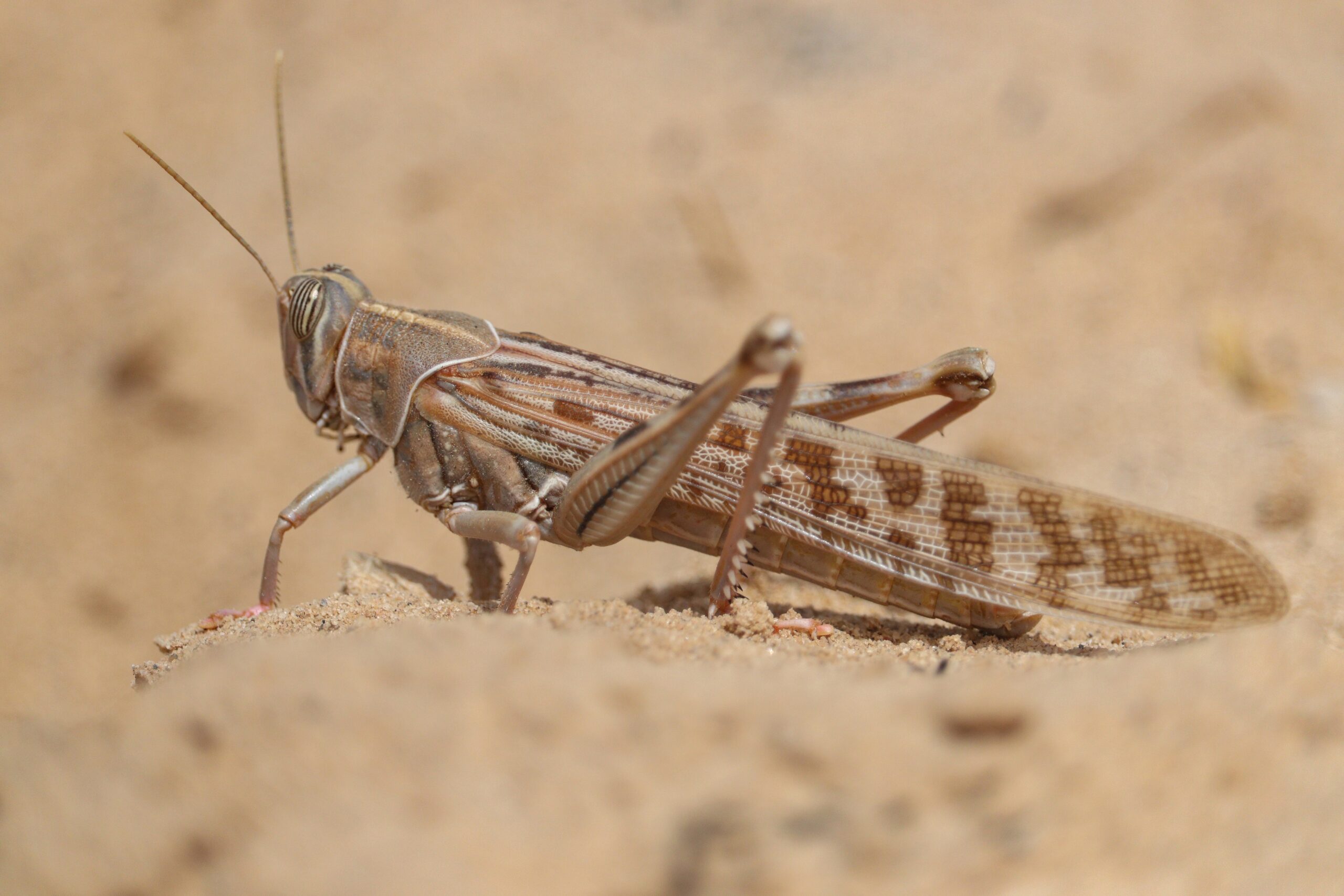 Desert Locust (Schistocerca gregaria)