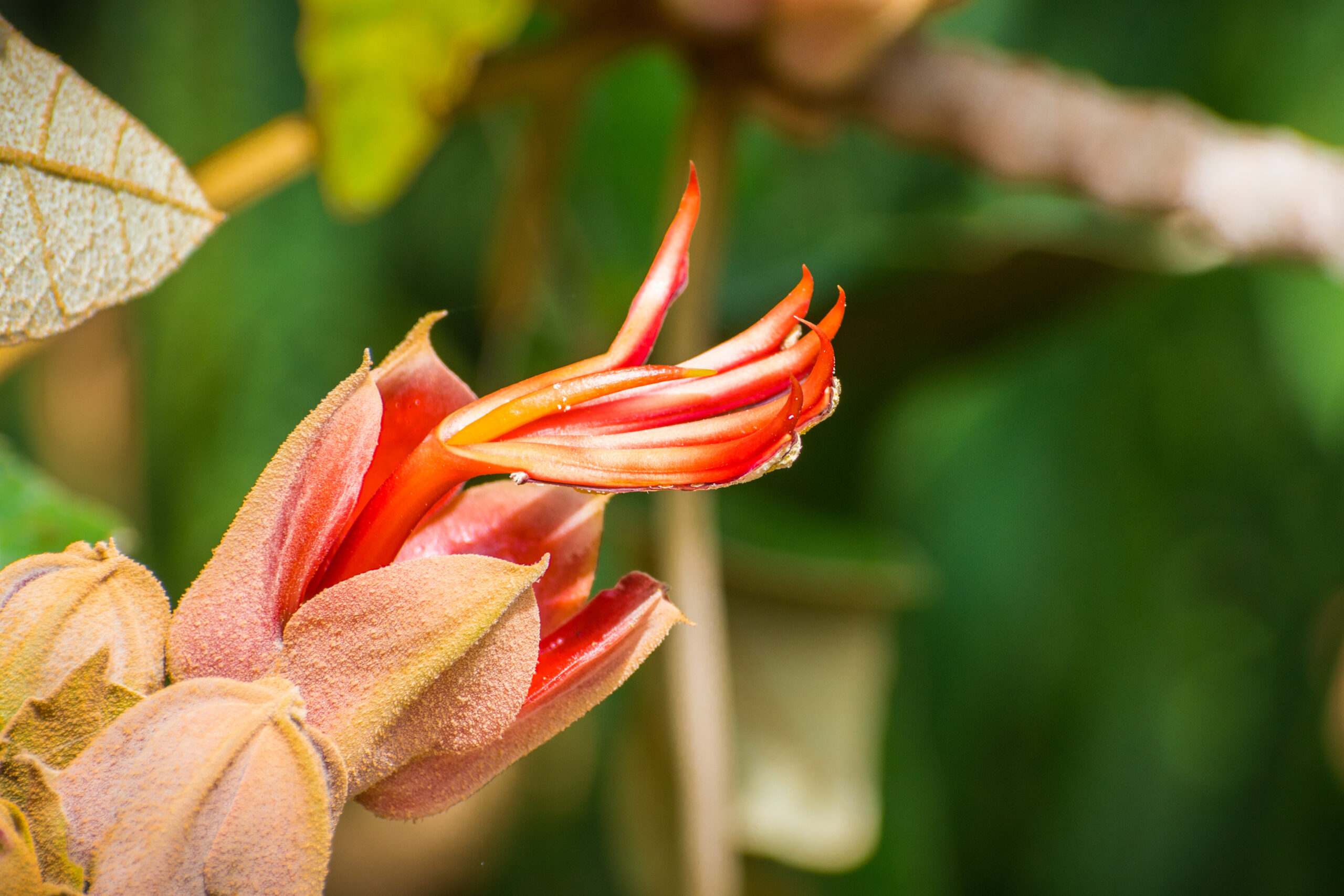 Devil's Hand Tree (Chiranthodendron pentadactylon)