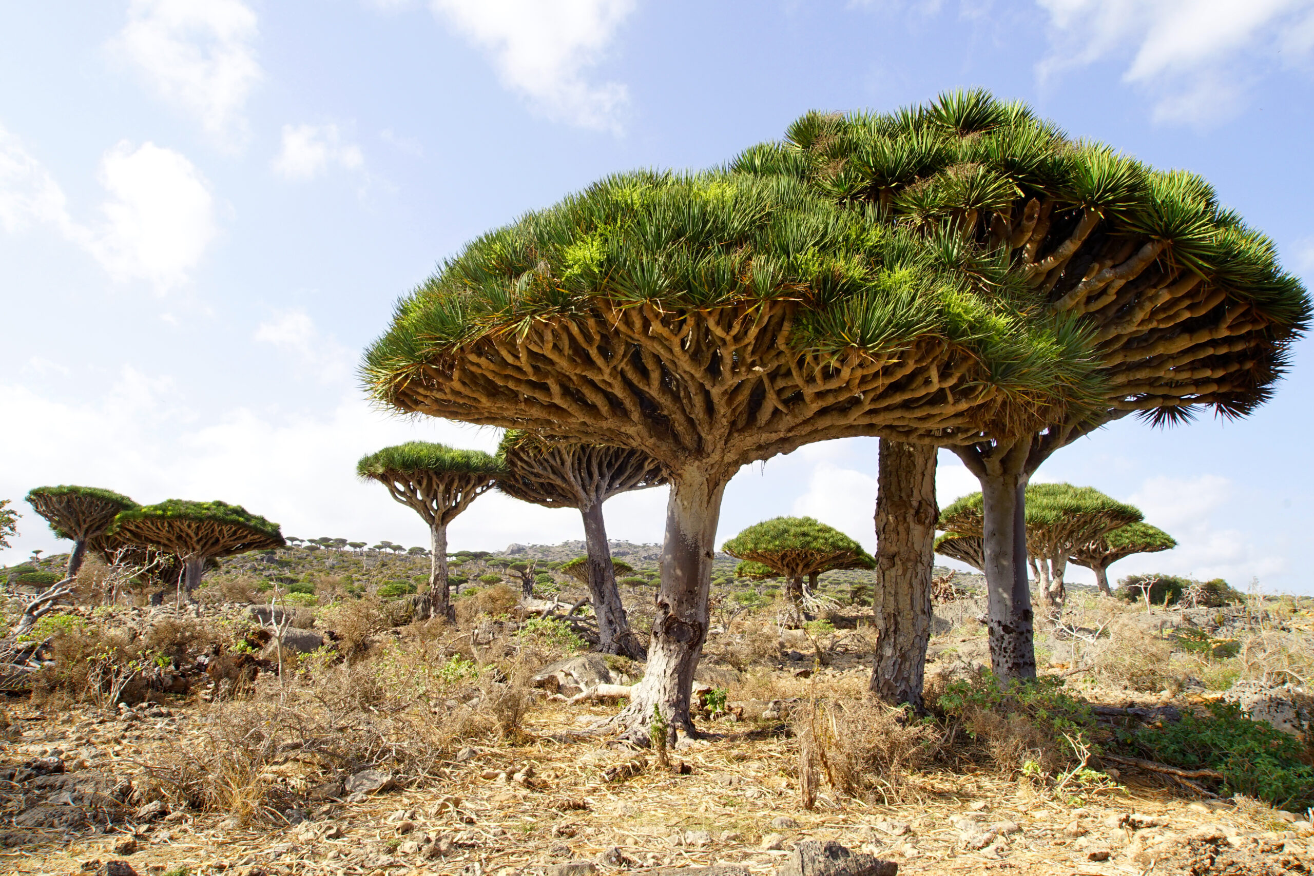 Dragon’s Blood Tree