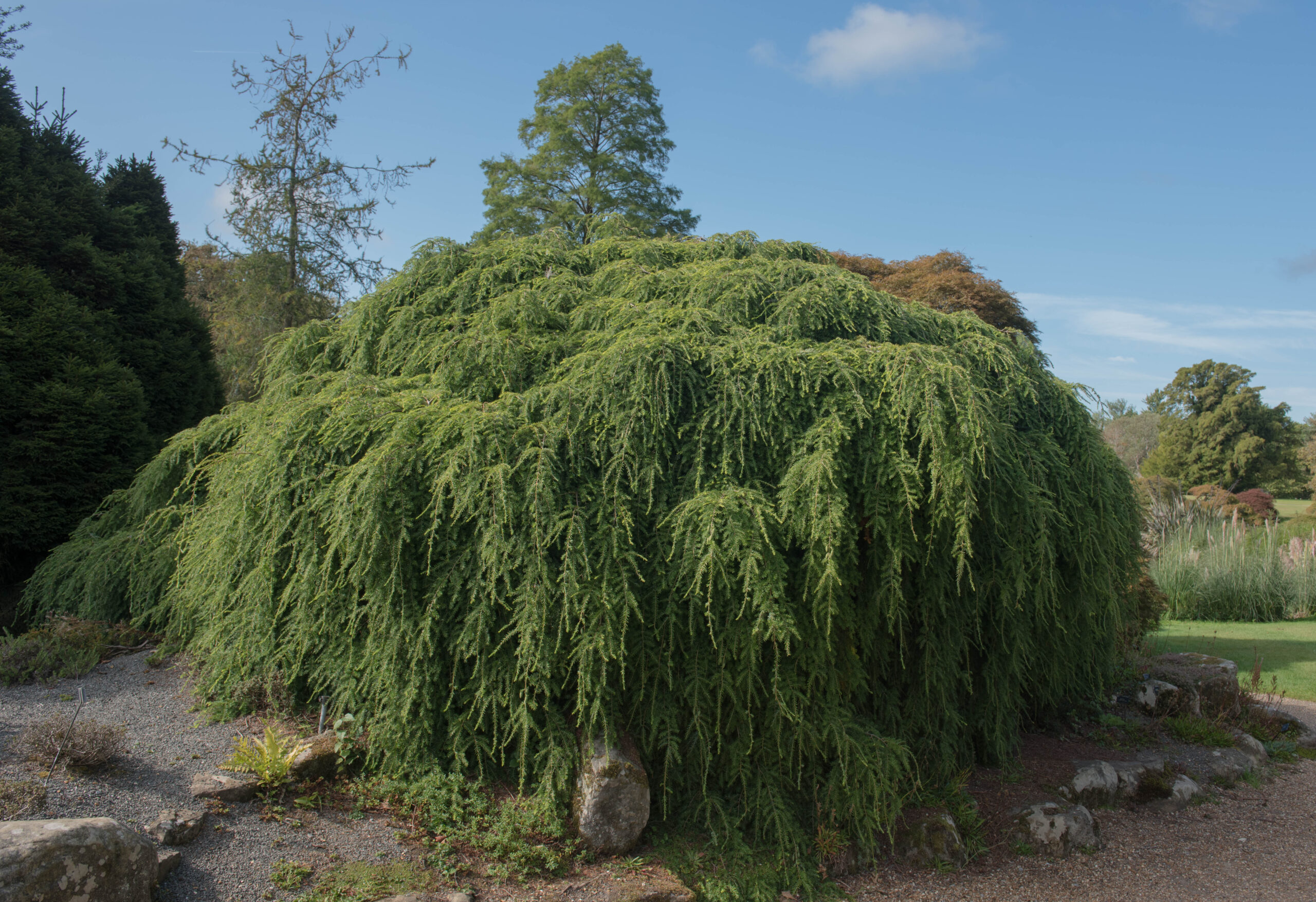 Eastern Hemlock (Tsuga canadensis)