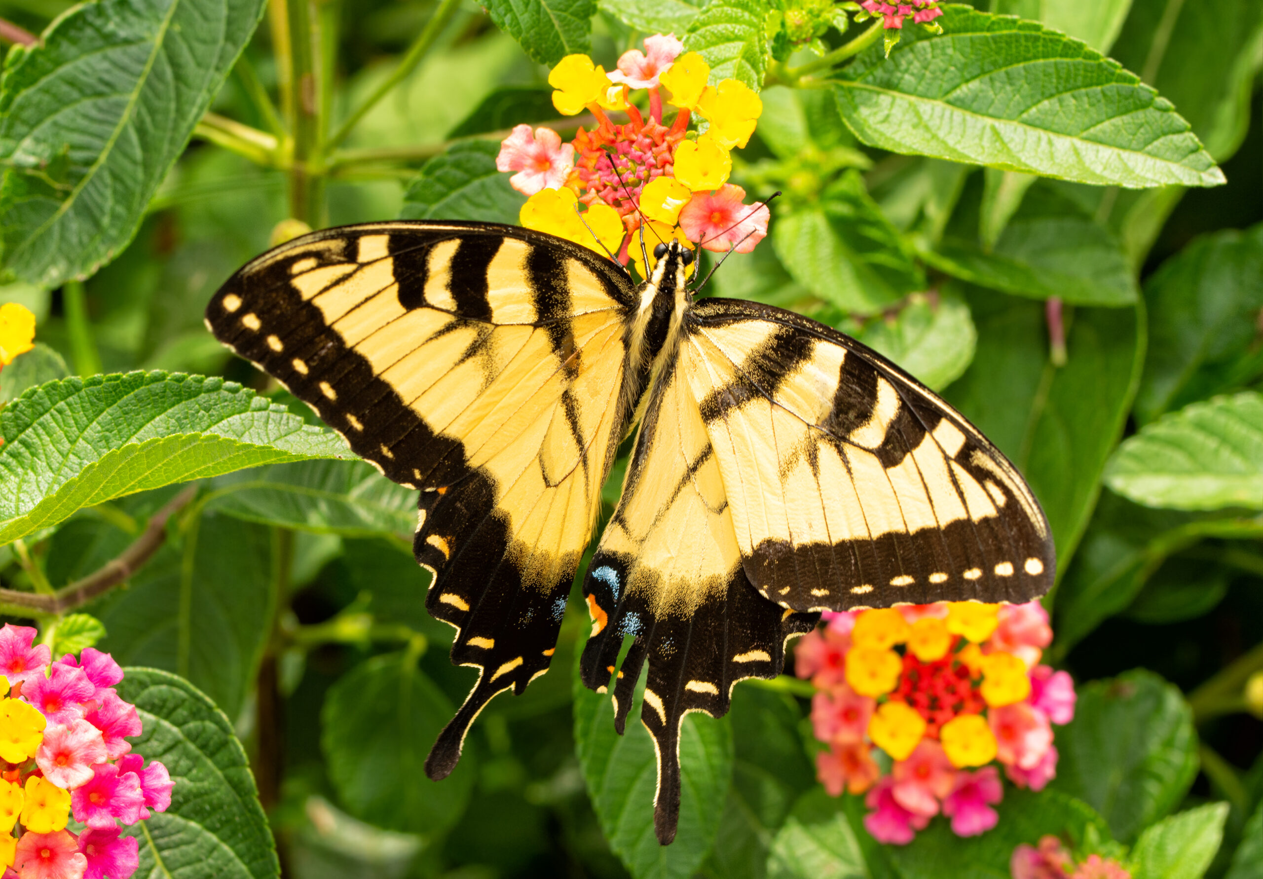 Eastern Swallowtail Butterfly (Papilio glaucus)