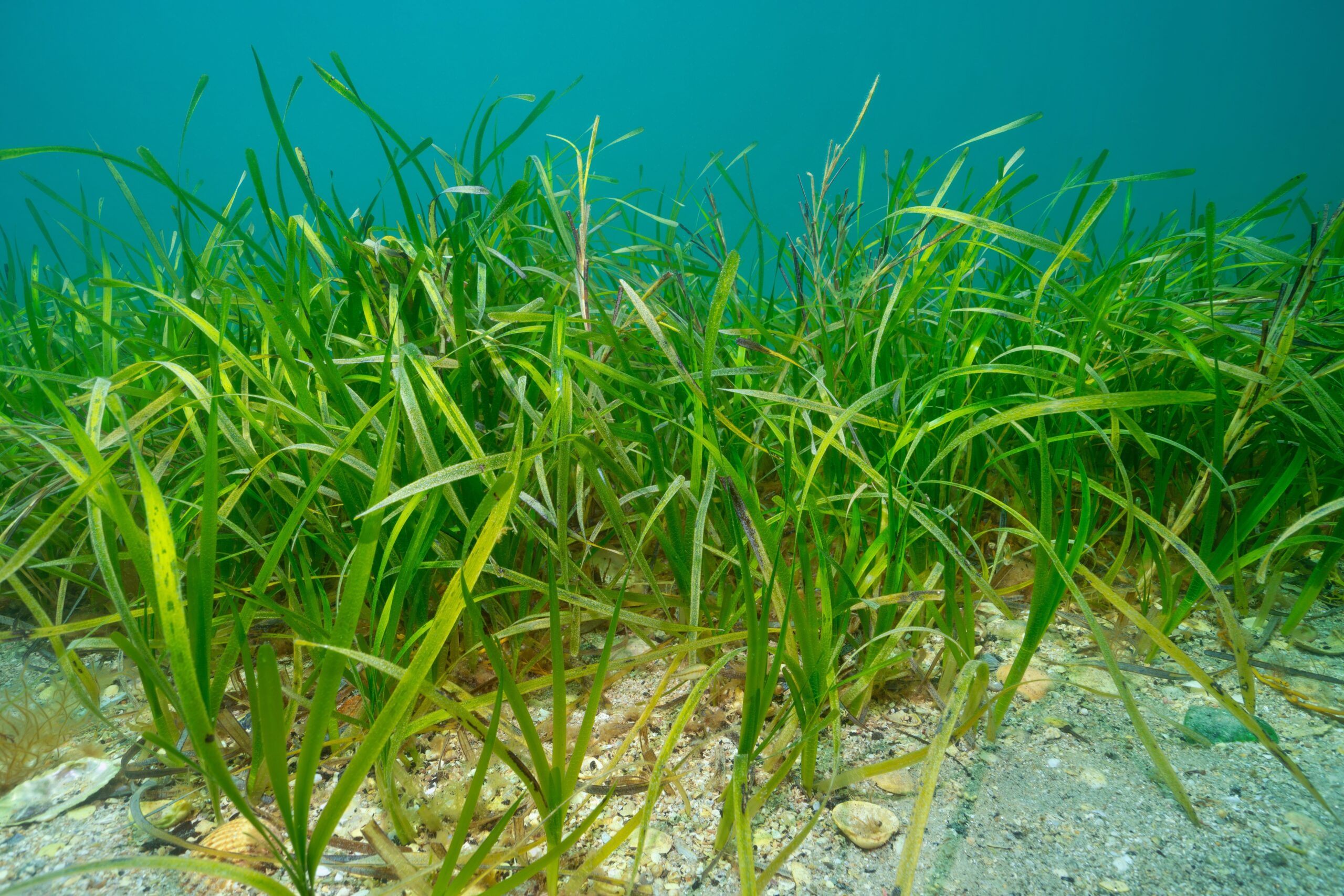 Eelgrass (Zostera)