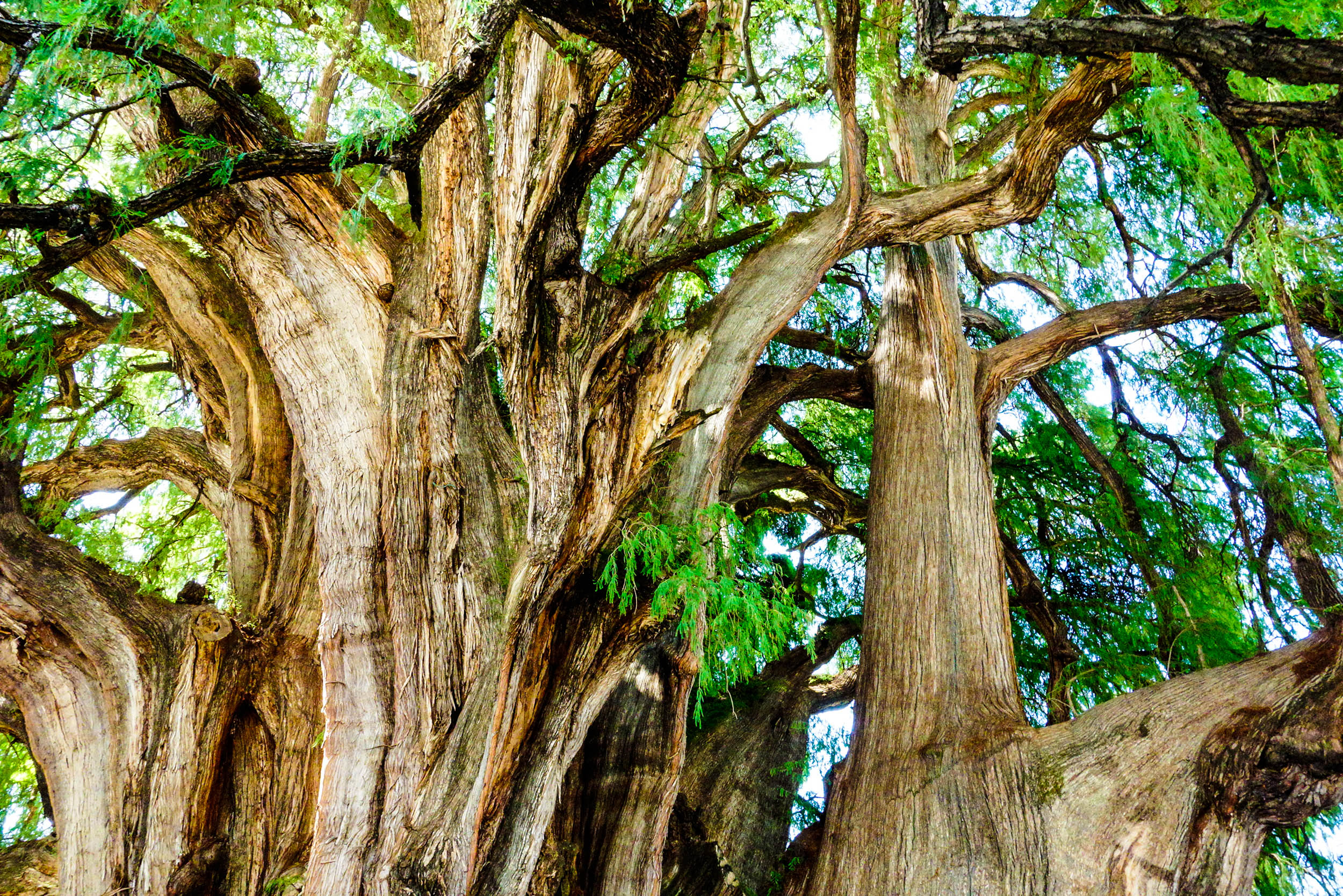 El Arbol del Tule – Montezuma Cypress, Mexico