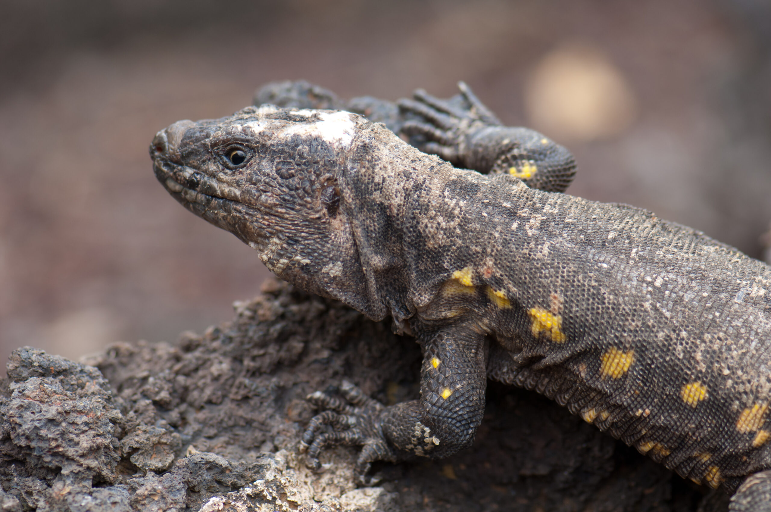 El Hierro Giant Lizard