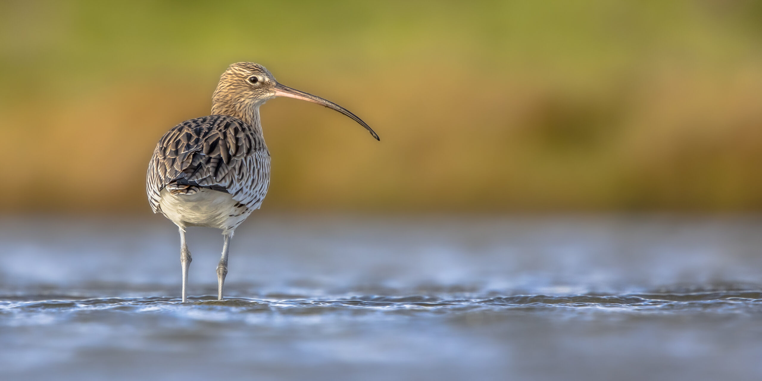 Eurasian Curlew