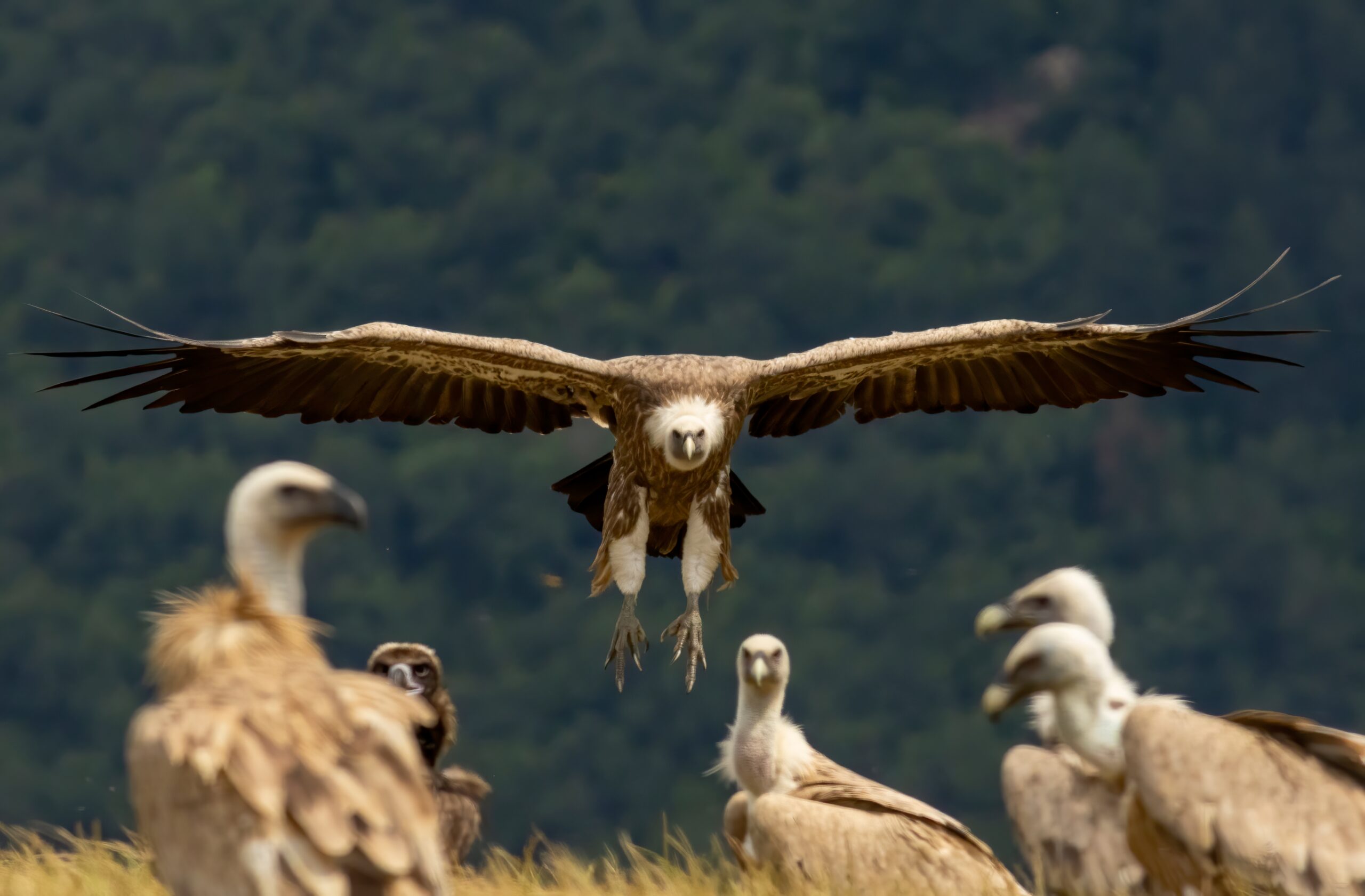 Eurasian Griffon Vulture