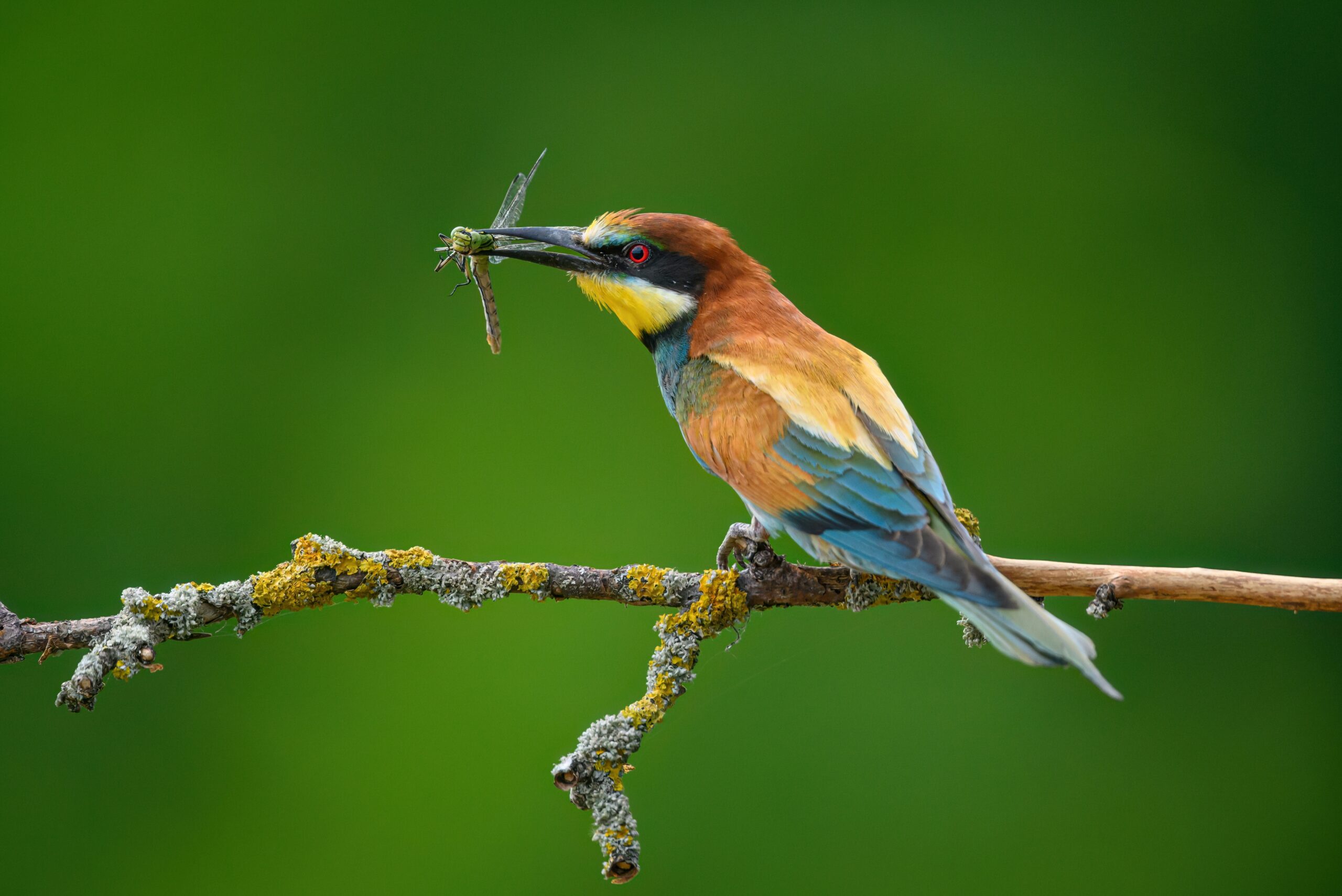 European Bee-eater