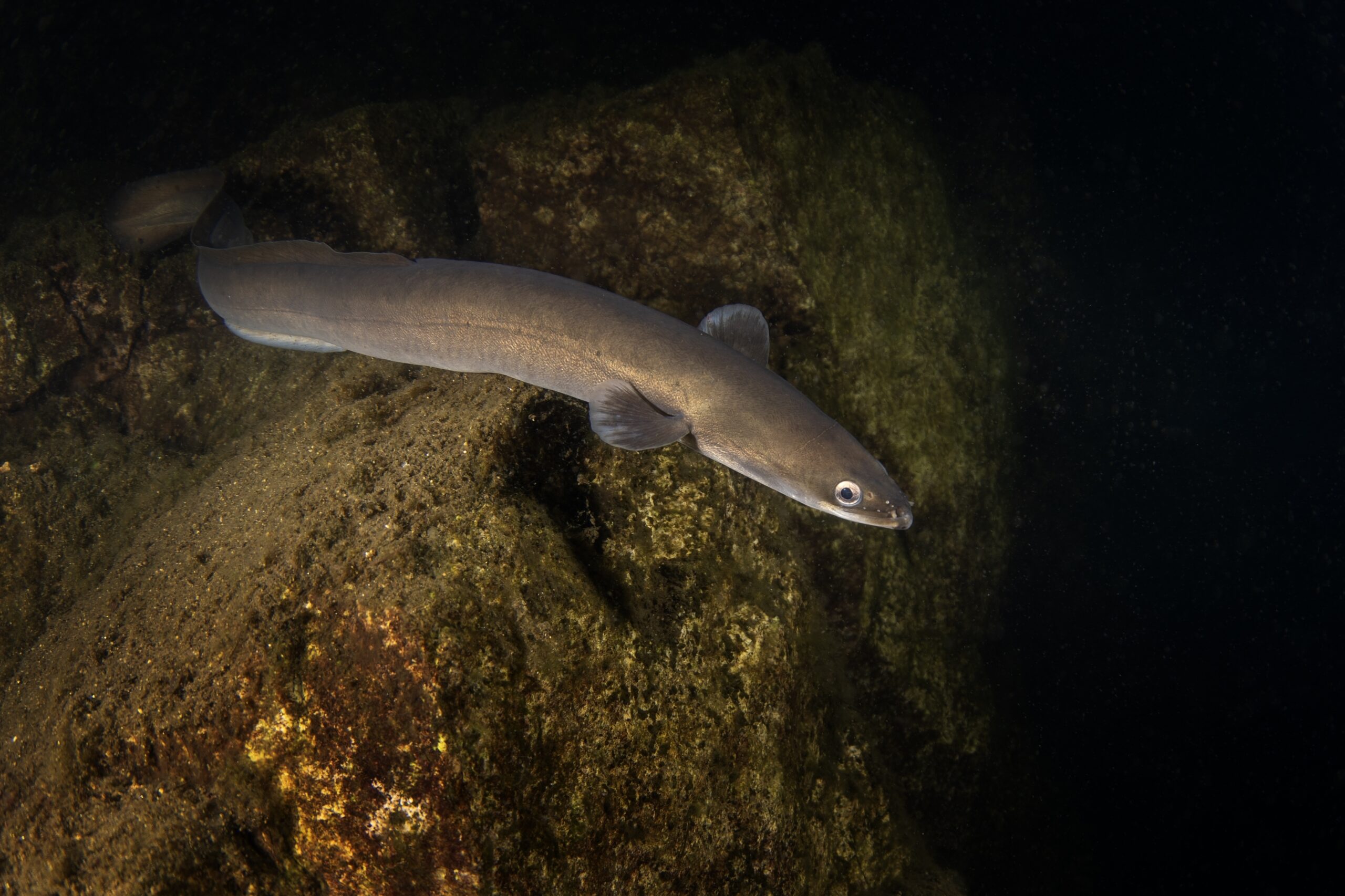 European Eel (Anguilla anguilla)