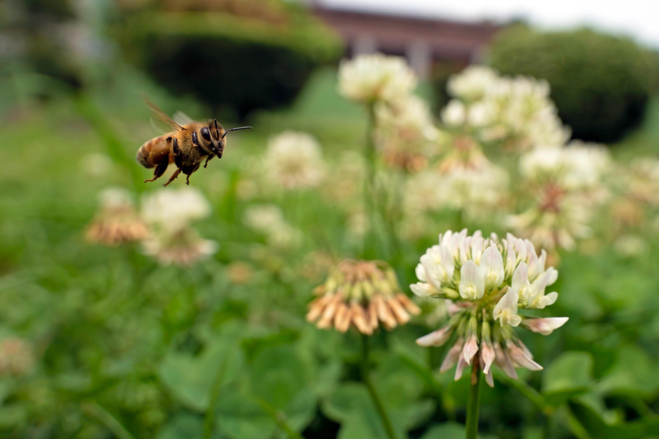 European Honey Bee (Apis mellifera ligustica)