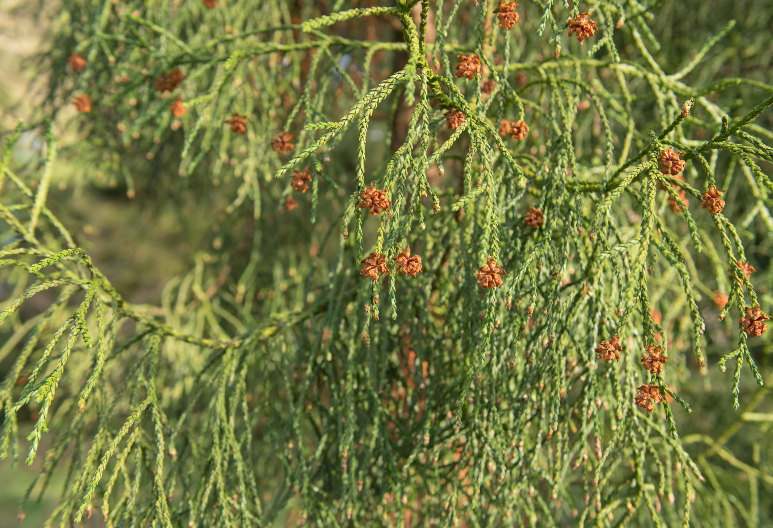 Fitzroya Cupressoides