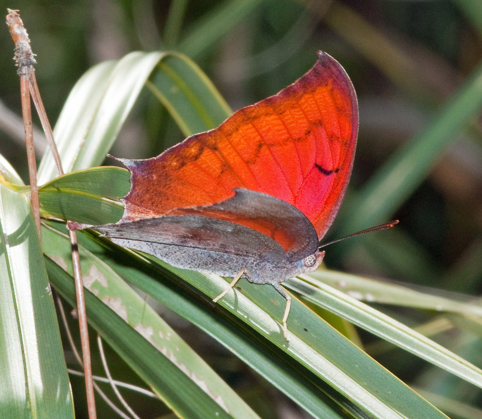 Florida Leafwing Butterfly