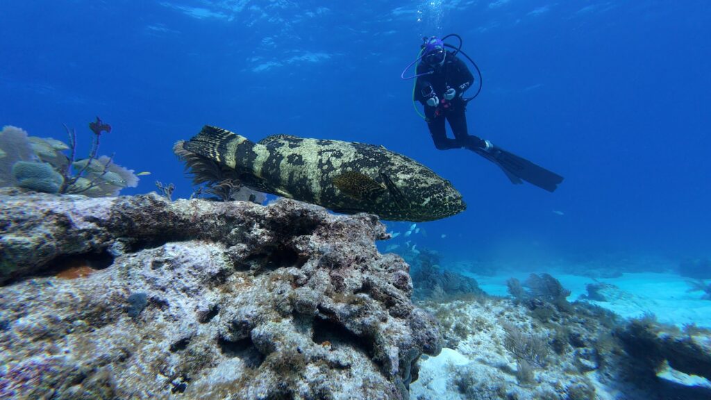 Florida Reef, USA