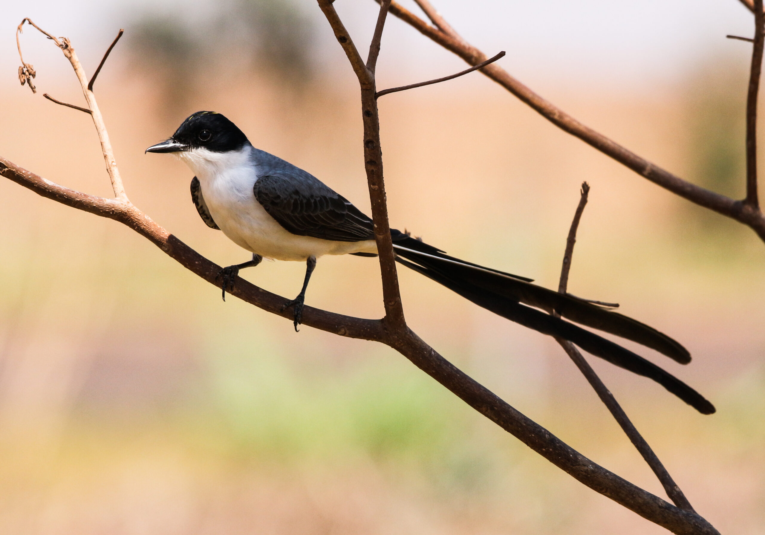 Fork-tailed Flycatcher