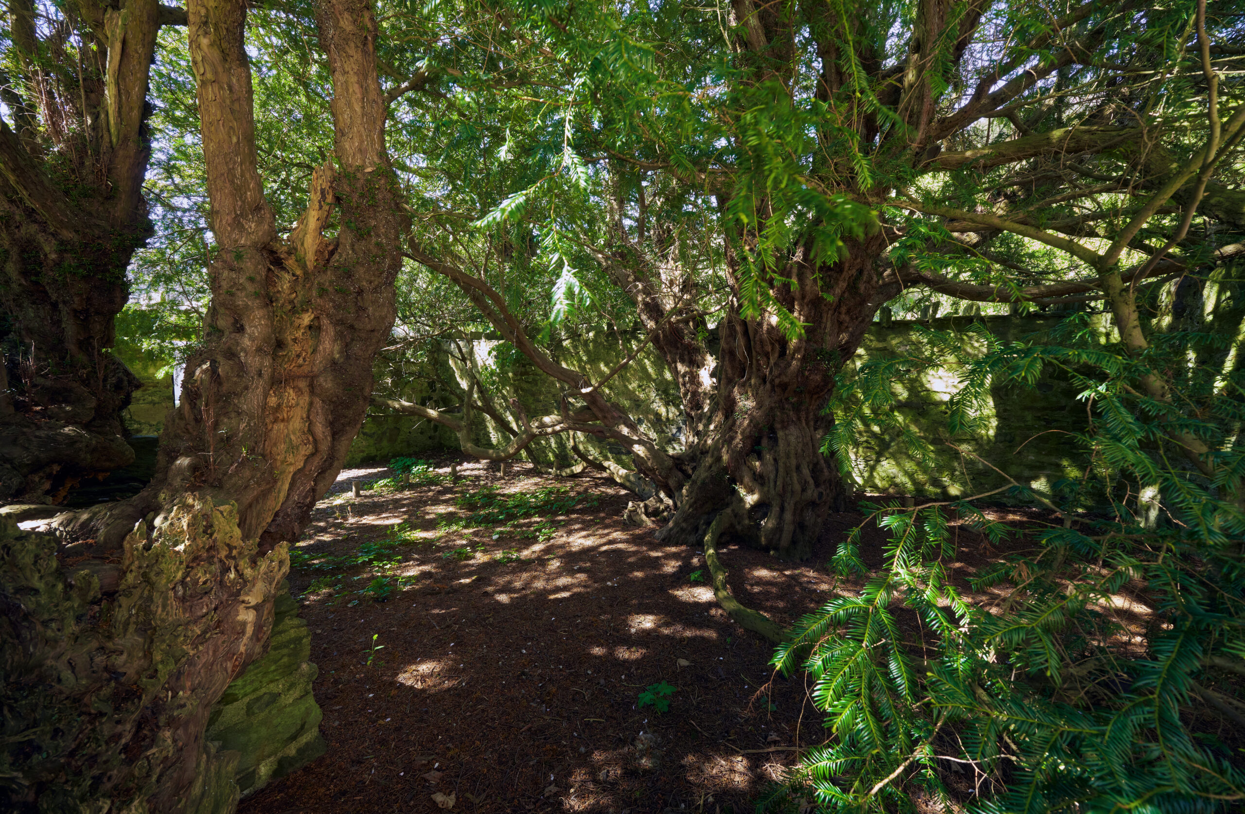 Fortingall Yew – Yew Tree, Scotland