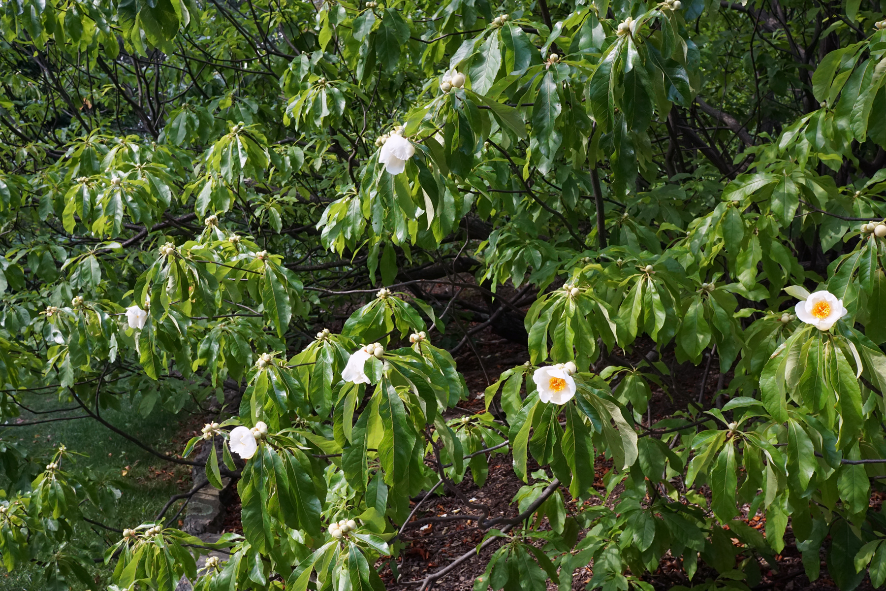 Franklin Tree