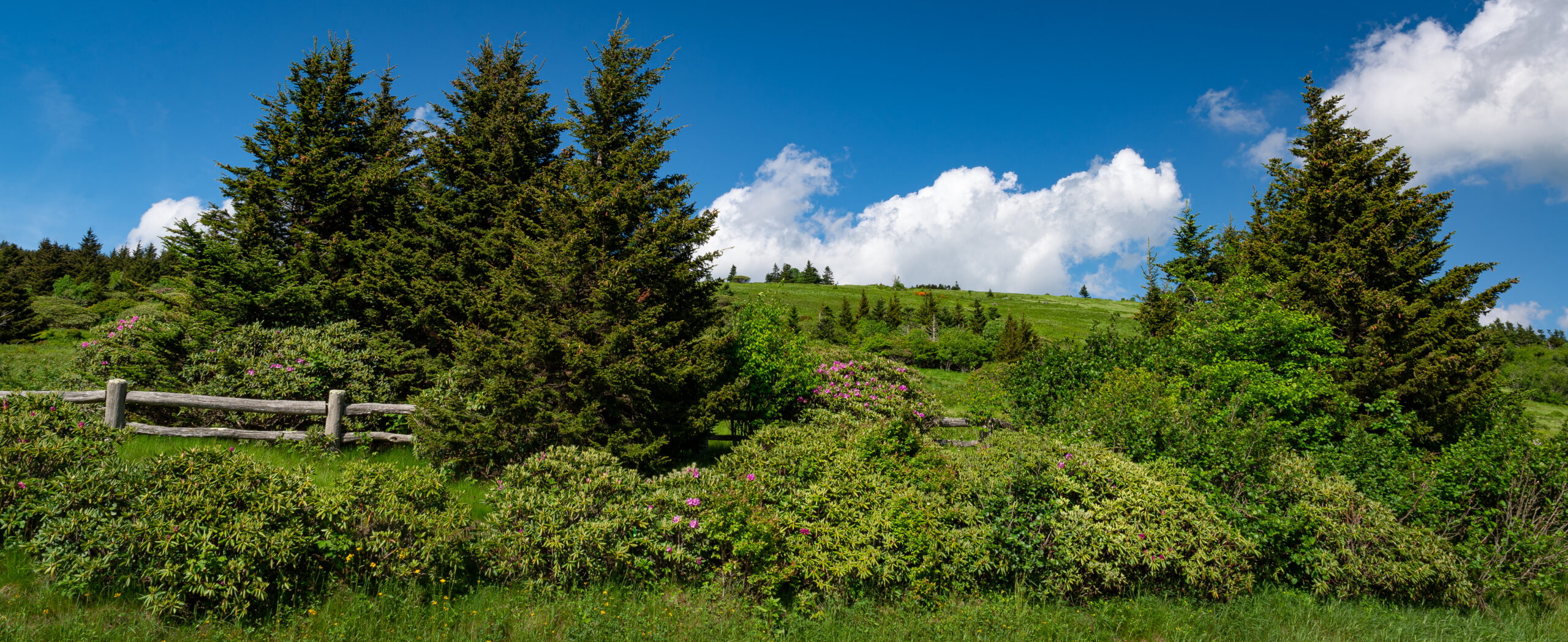 Fraser Fir (Abies fraseri)