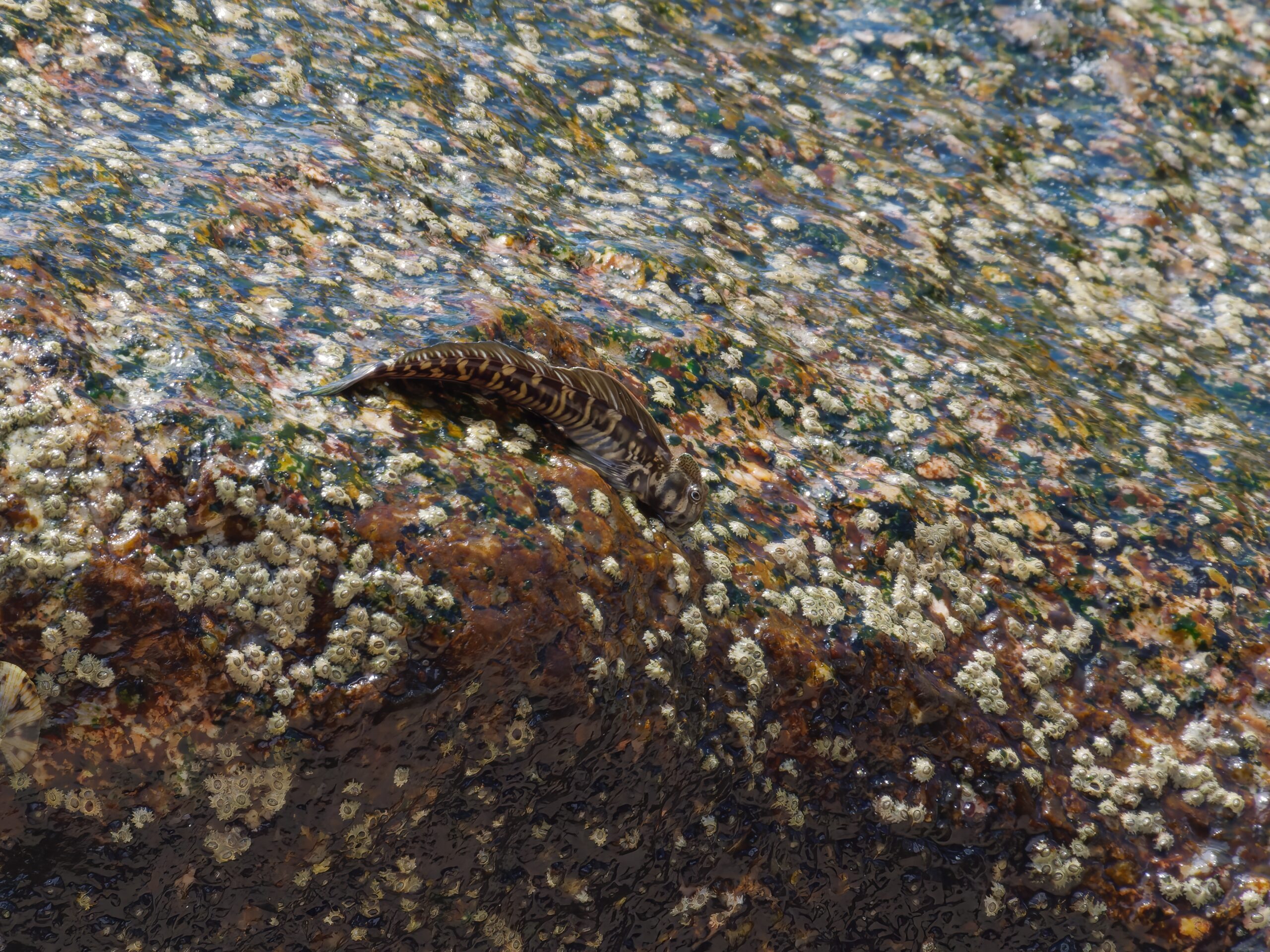 Freshwater Blenny (Salaria fluviatilis)