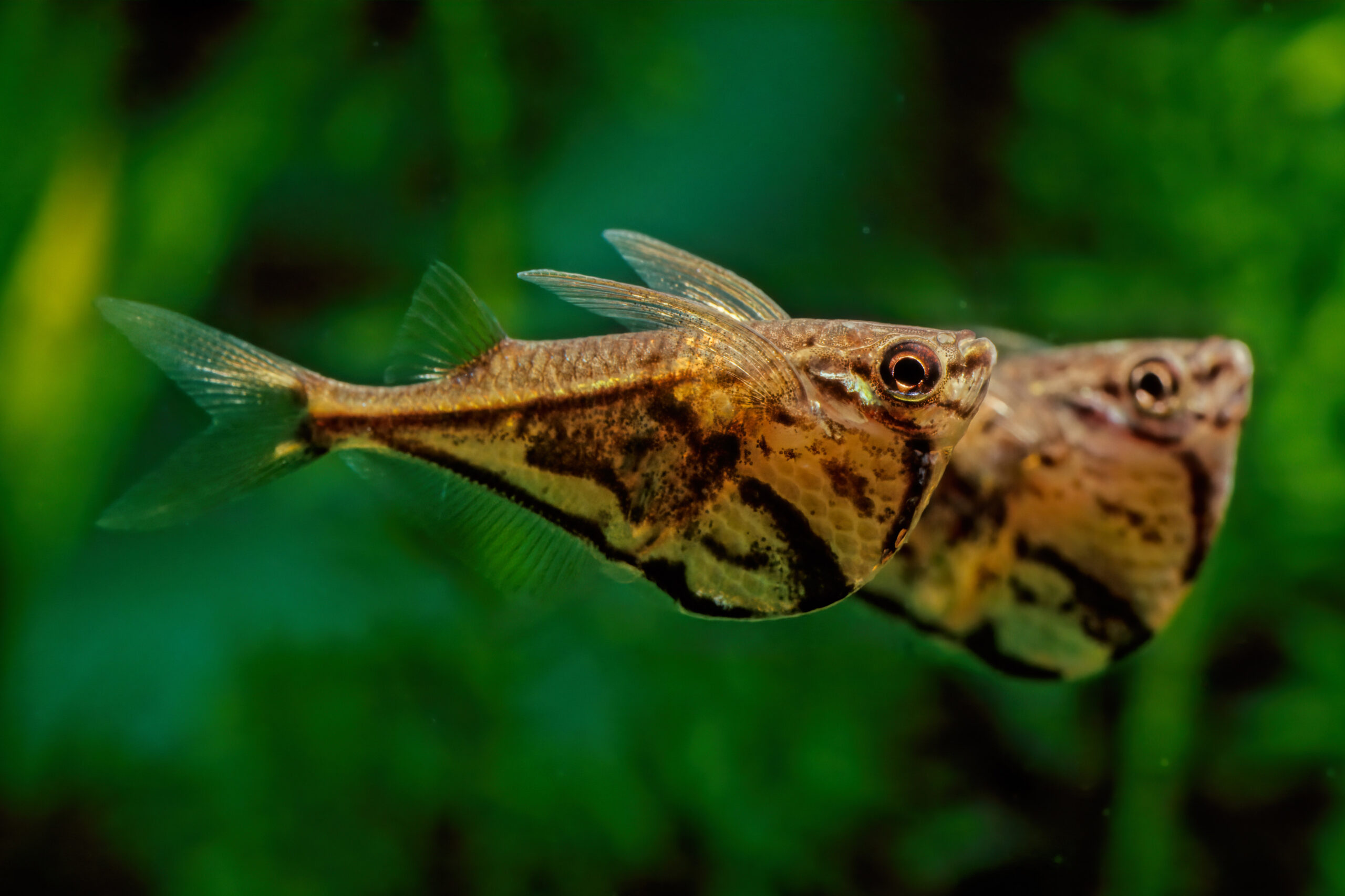 Freshwater Hatchetfish