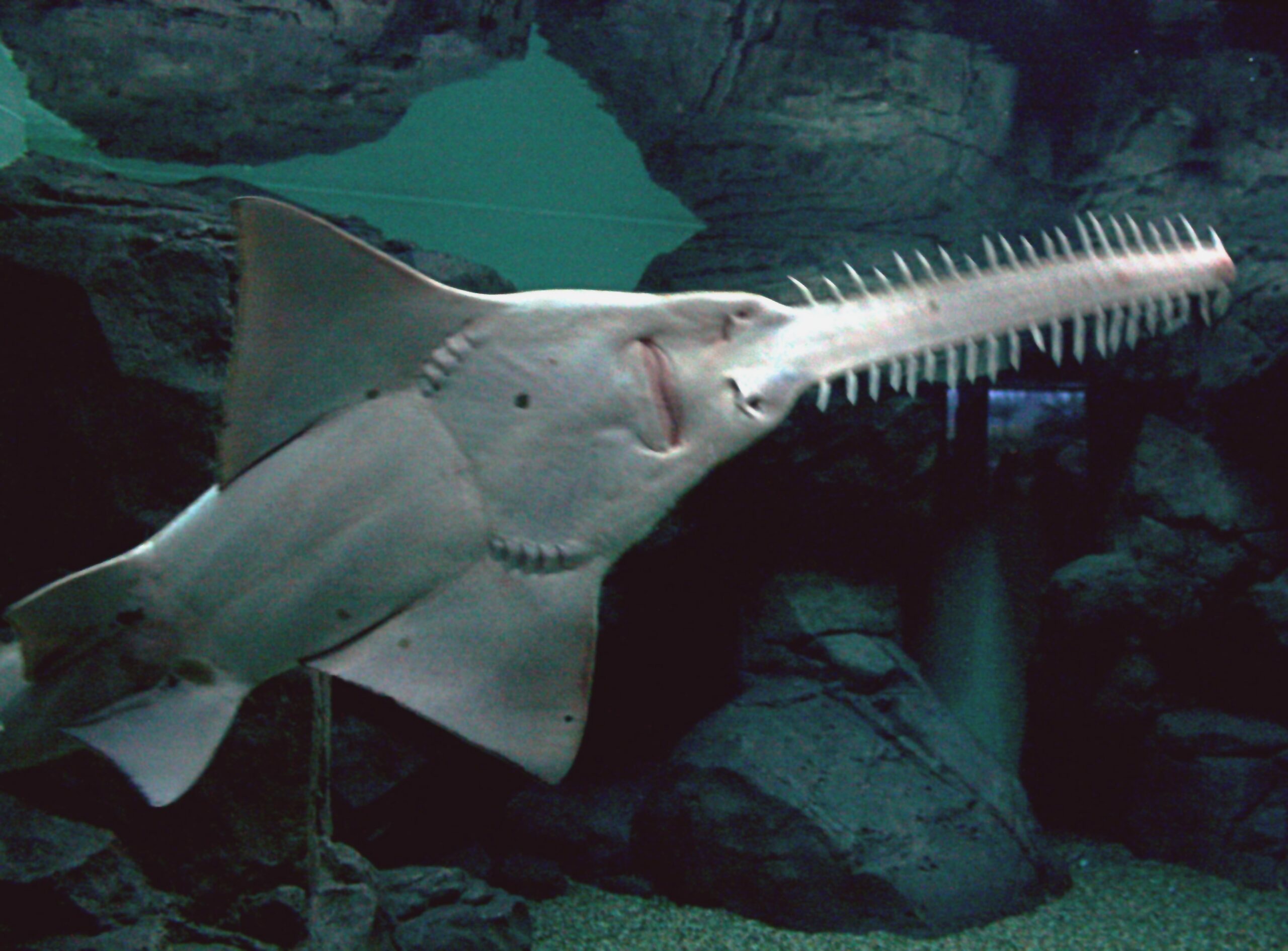 Freshwater Sawfish (Pristis microdon)