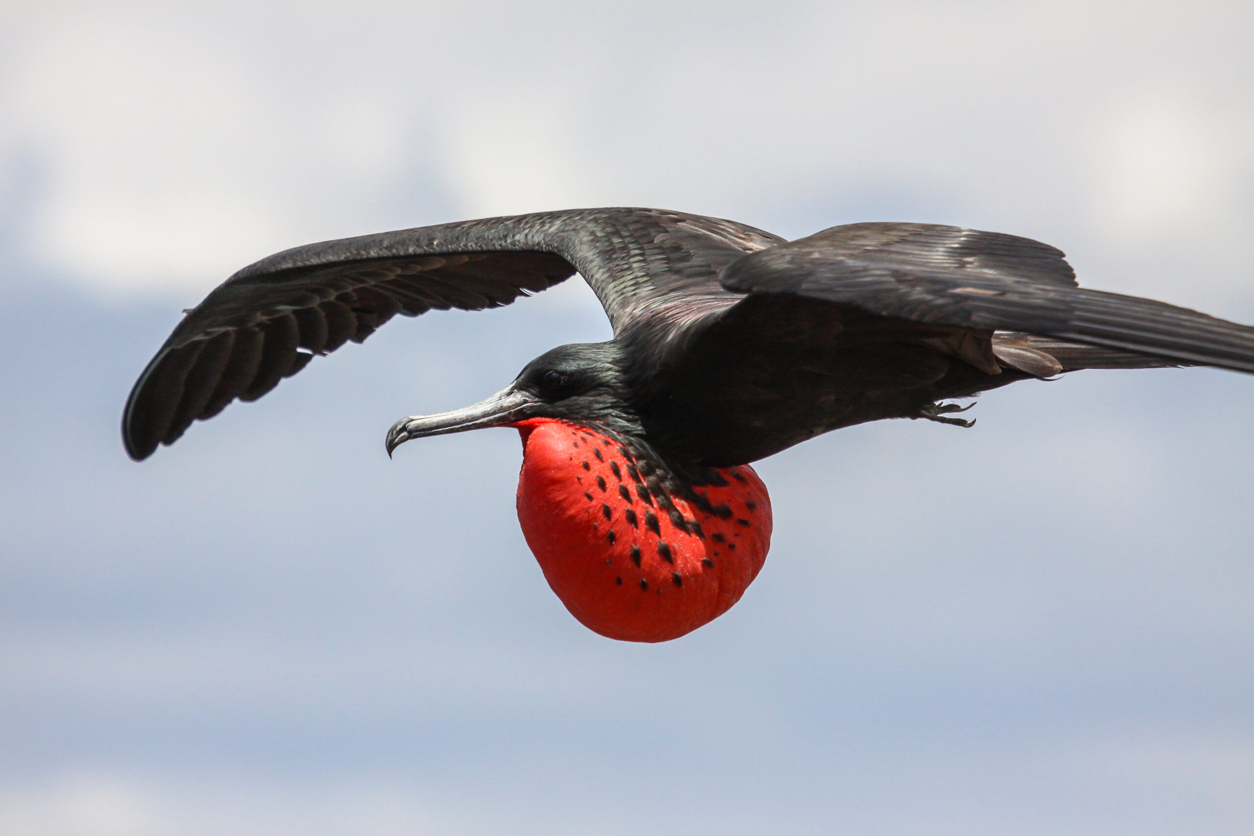 Frigatebird