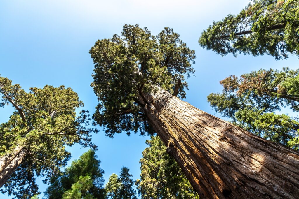 General Sherman – Giant Sequoia, USA