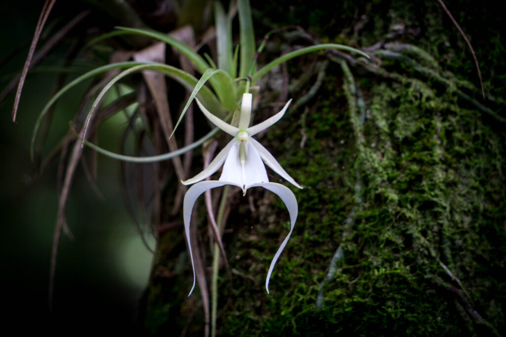 Ghost Orchid