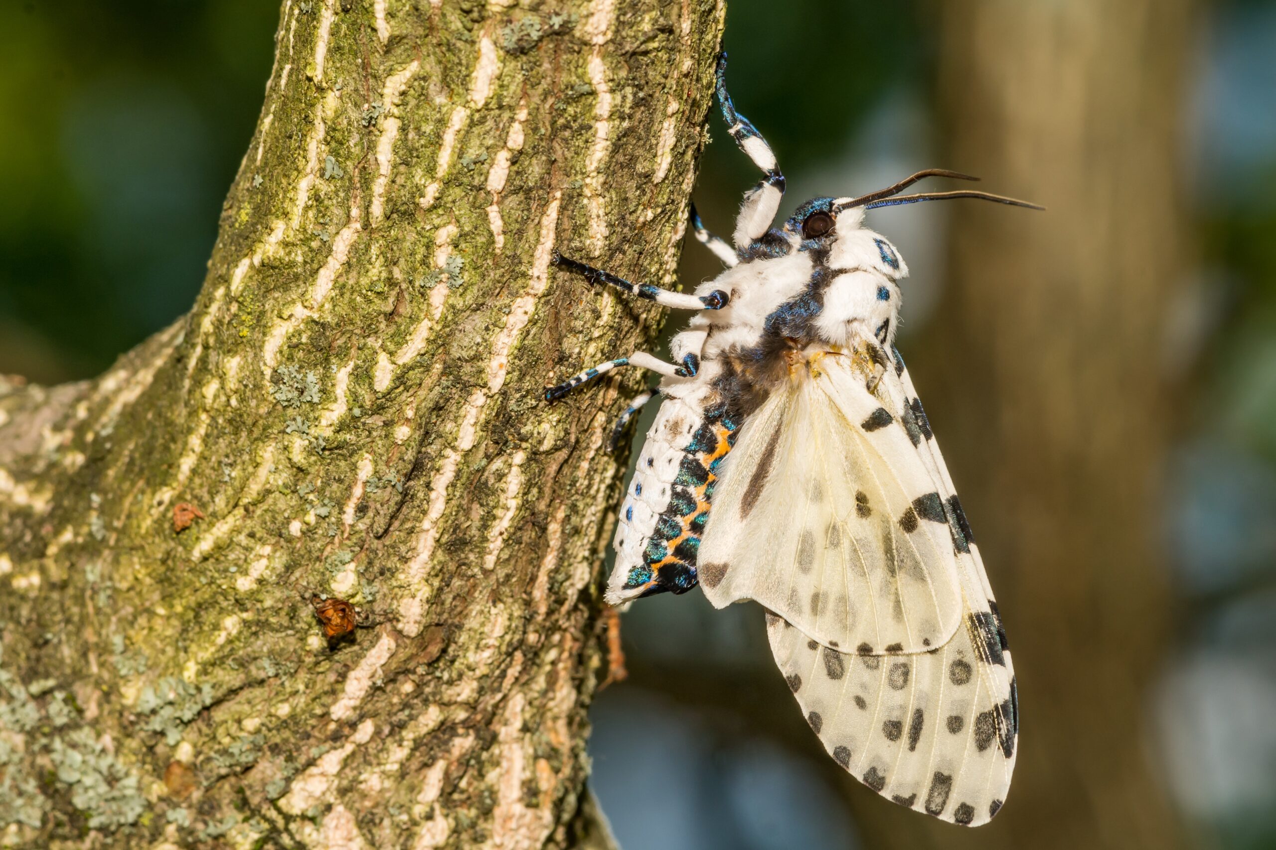 Giant Leopard Moth