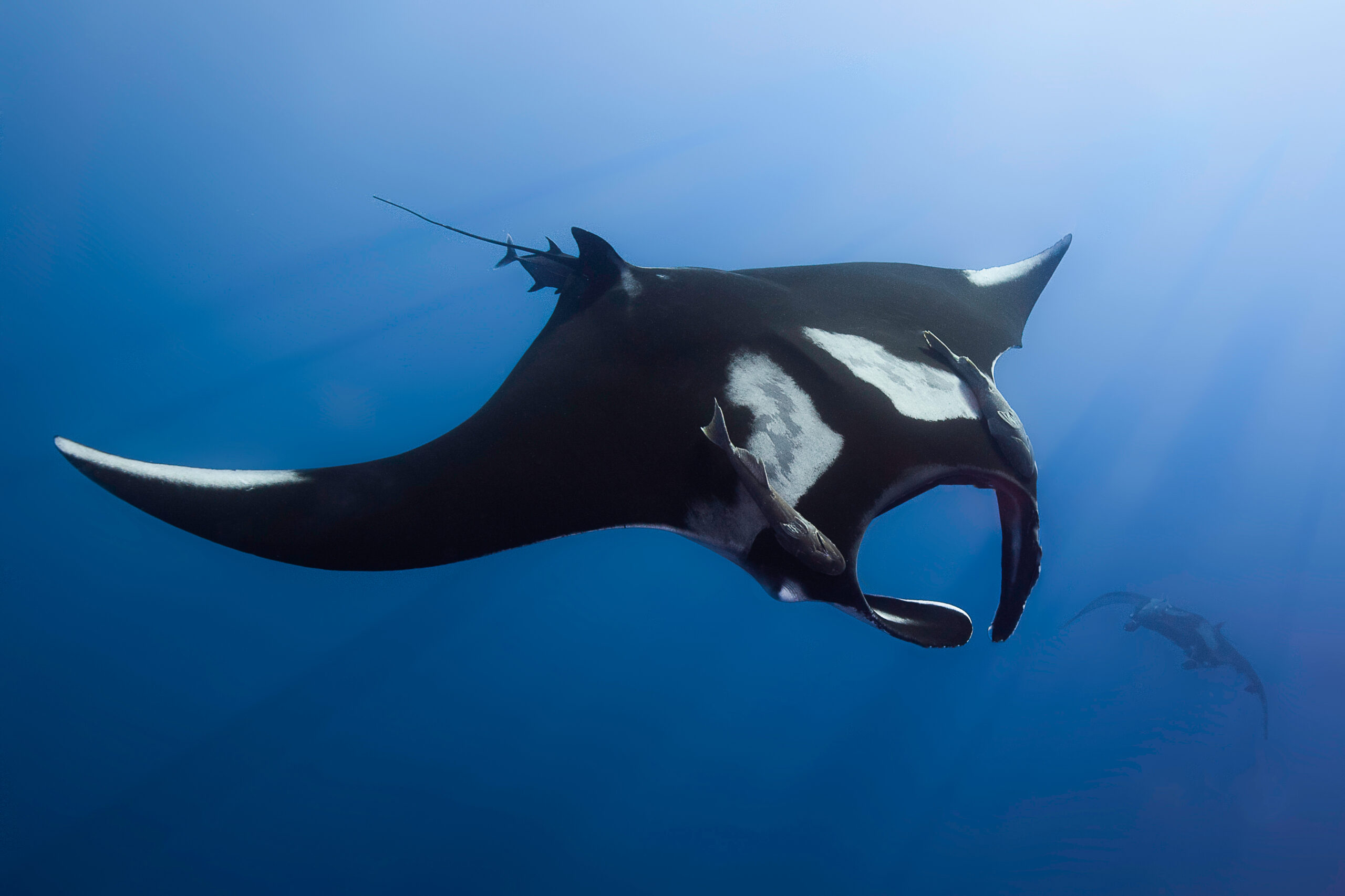 Giant Manta Ray