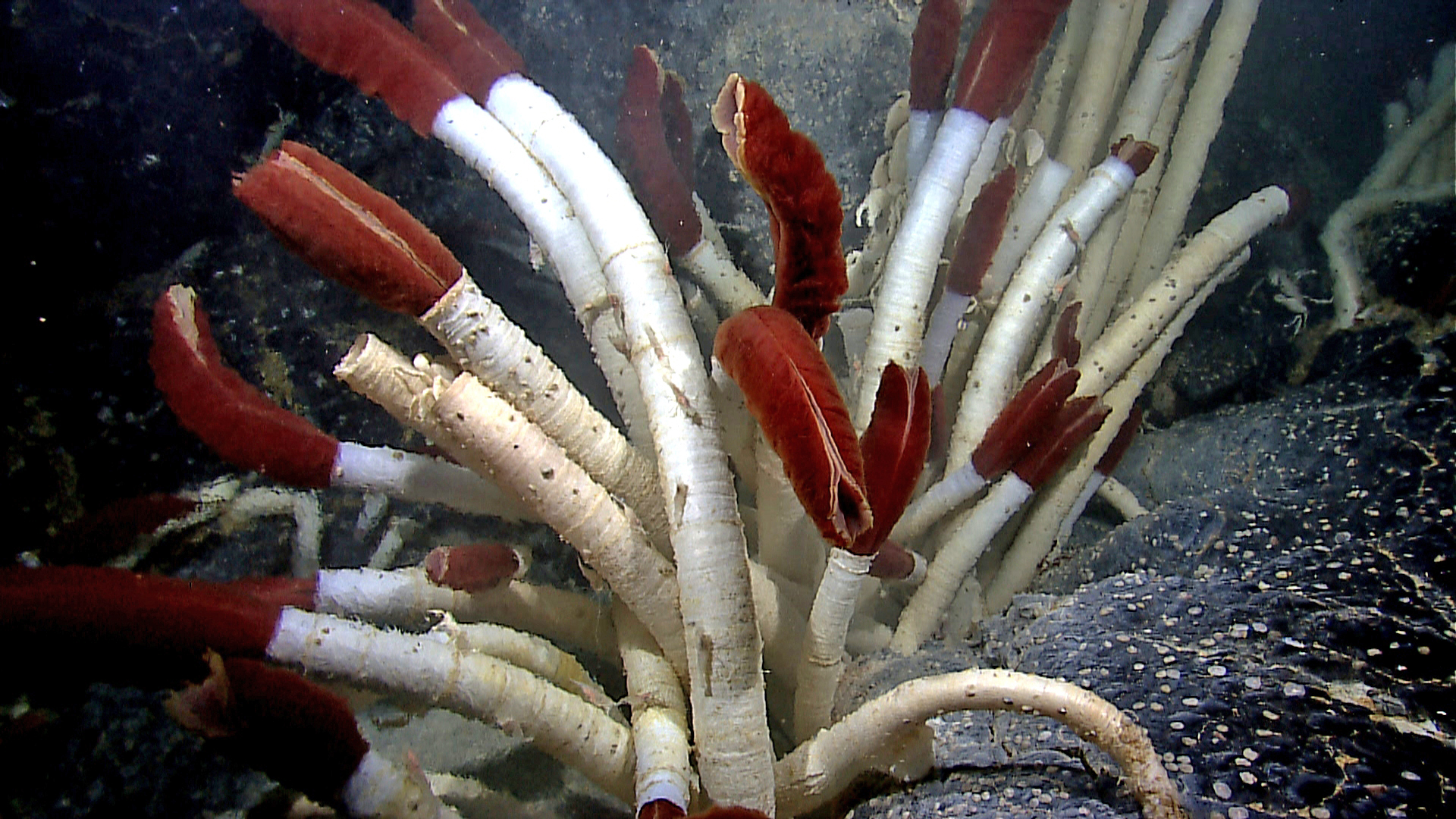 Giant Tube Worm