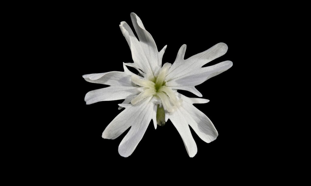 Gibraltar Campion