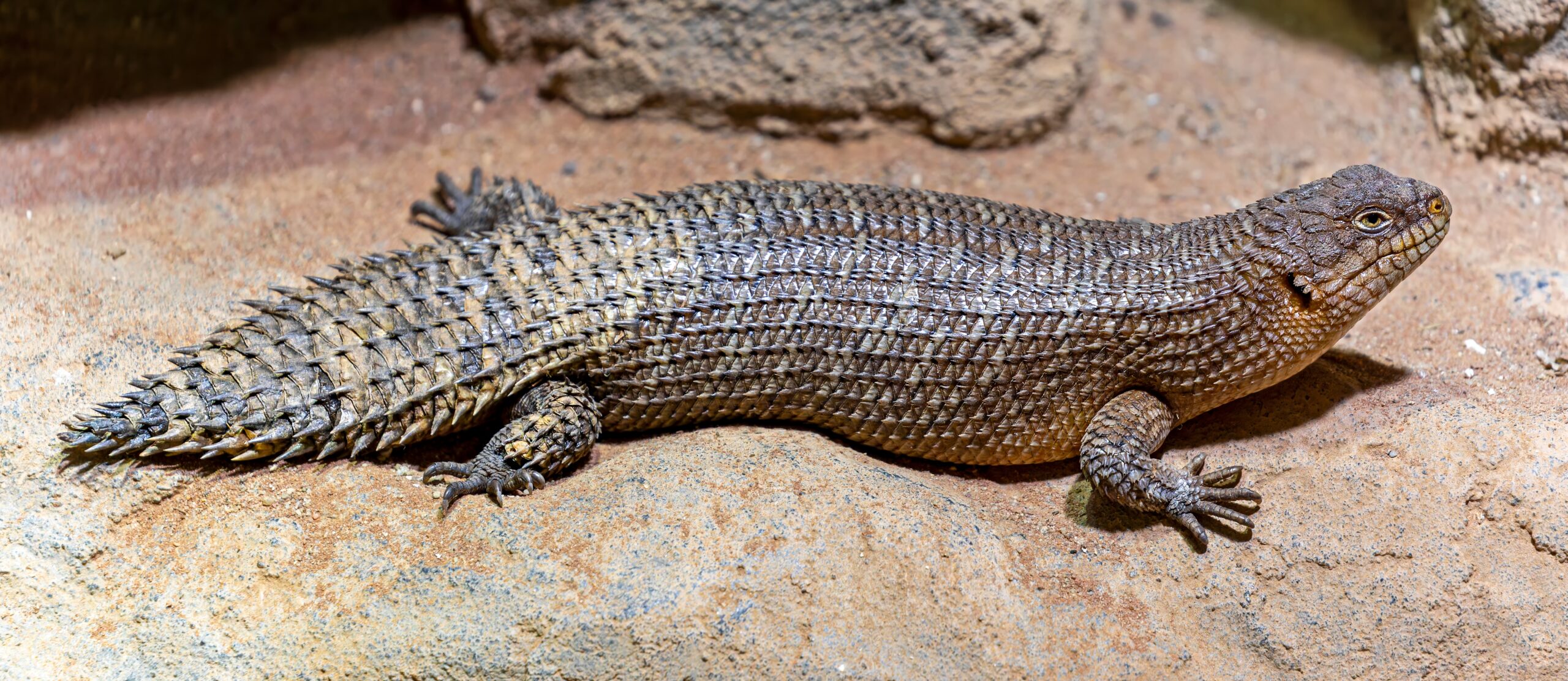 Gidgee Skink