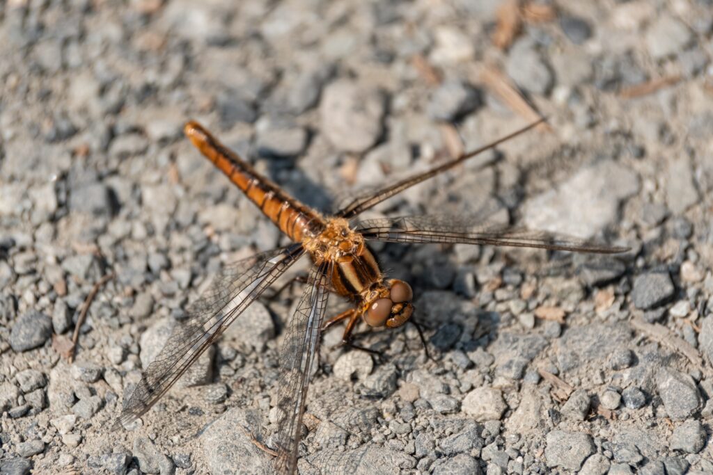 Globe Skimmer Dragonfly (Pantala flavescens)