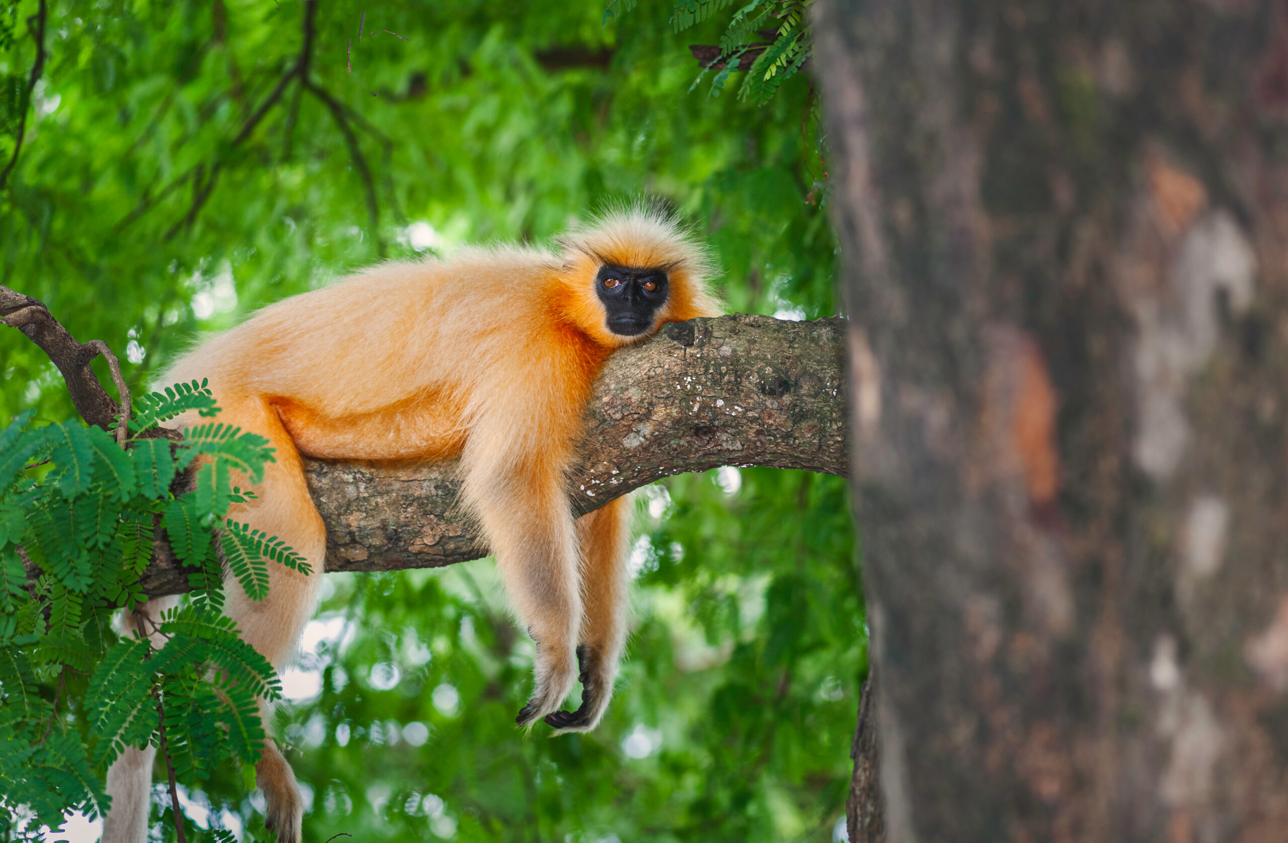 Golden Langur