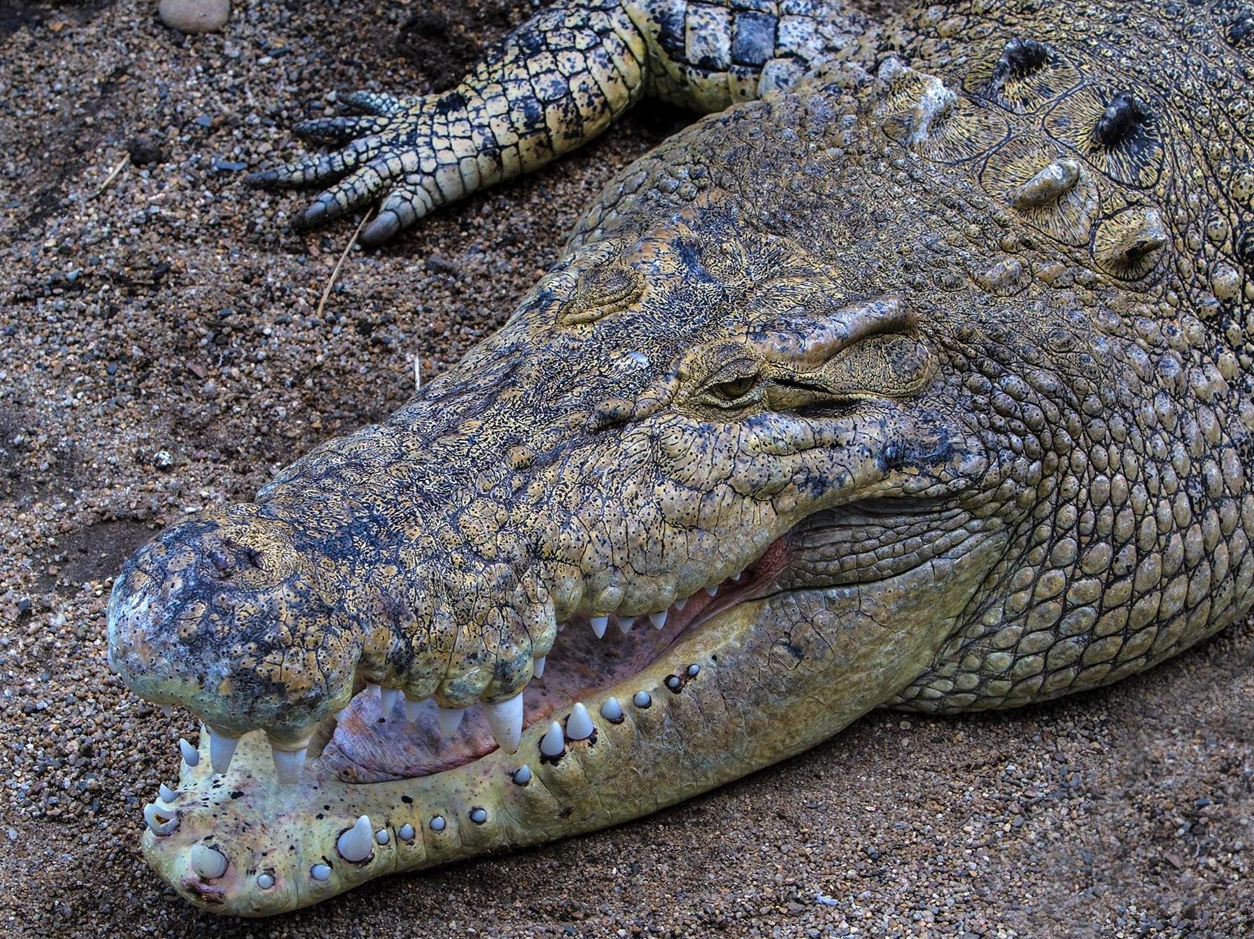 Goliath crocodile