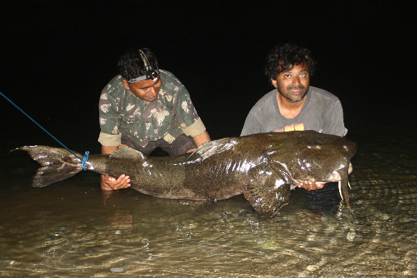 Goonch Catfish