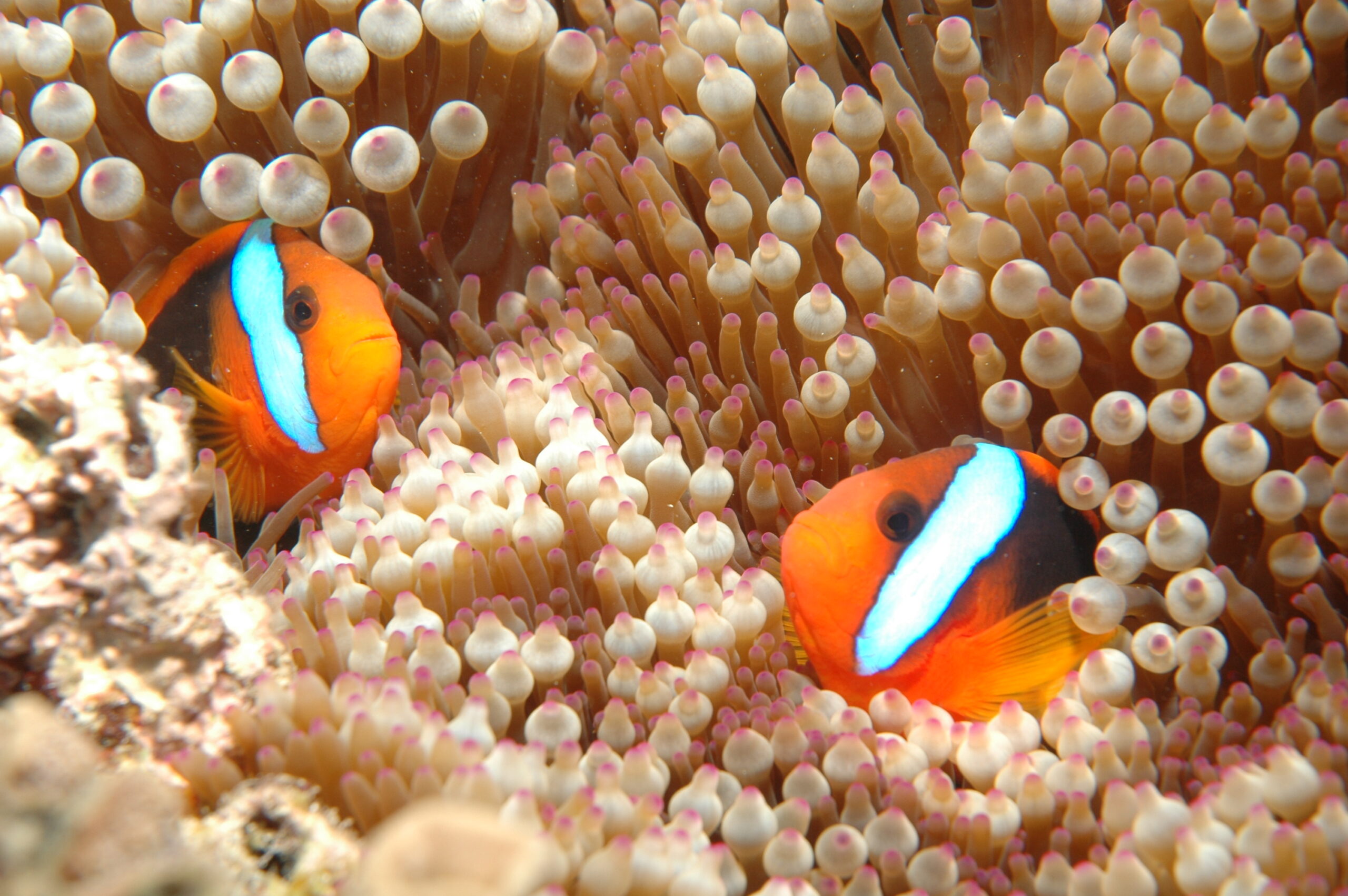 Great Barrier Reef